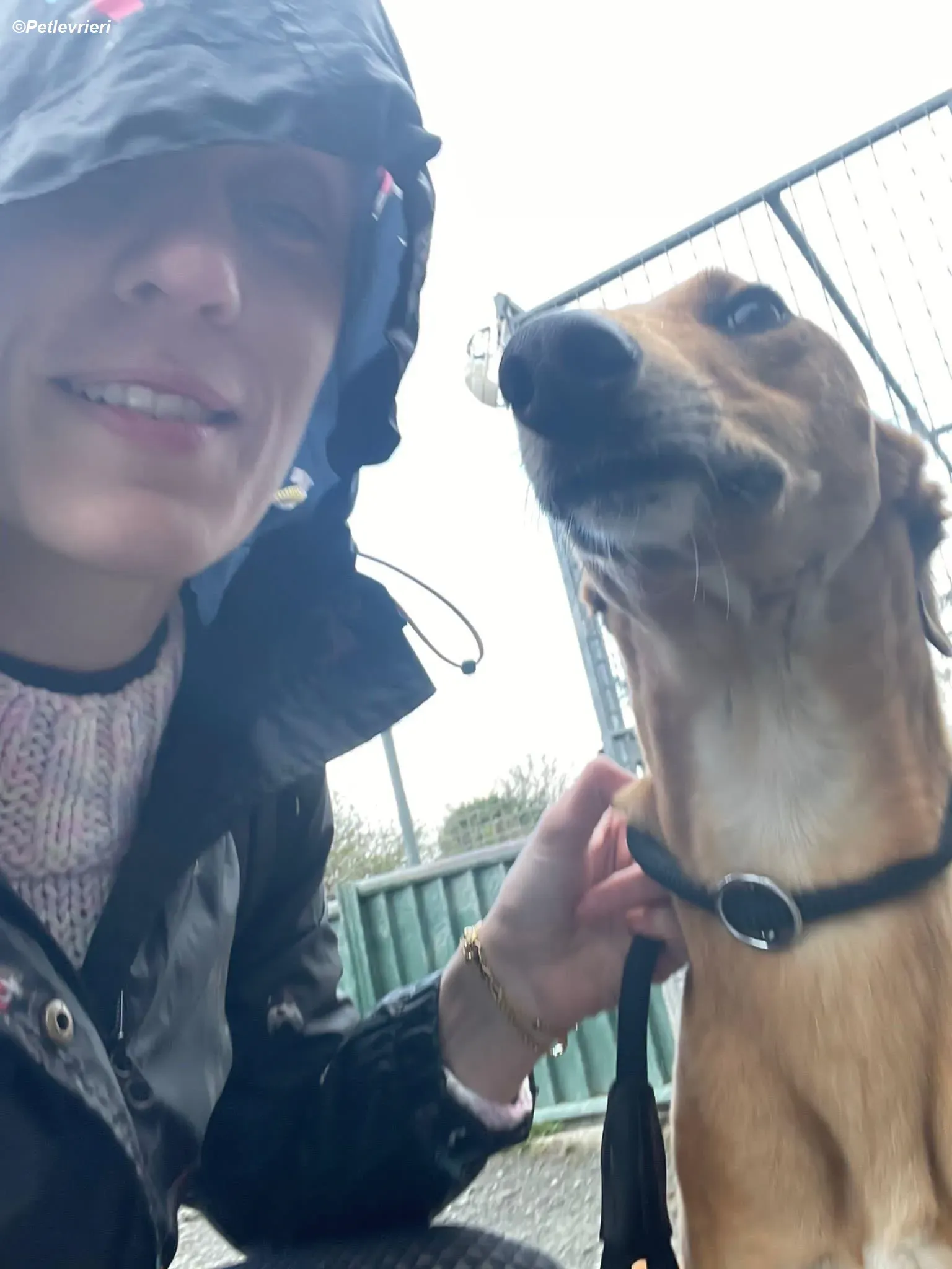 Greg adozione levrieri greyhound 11