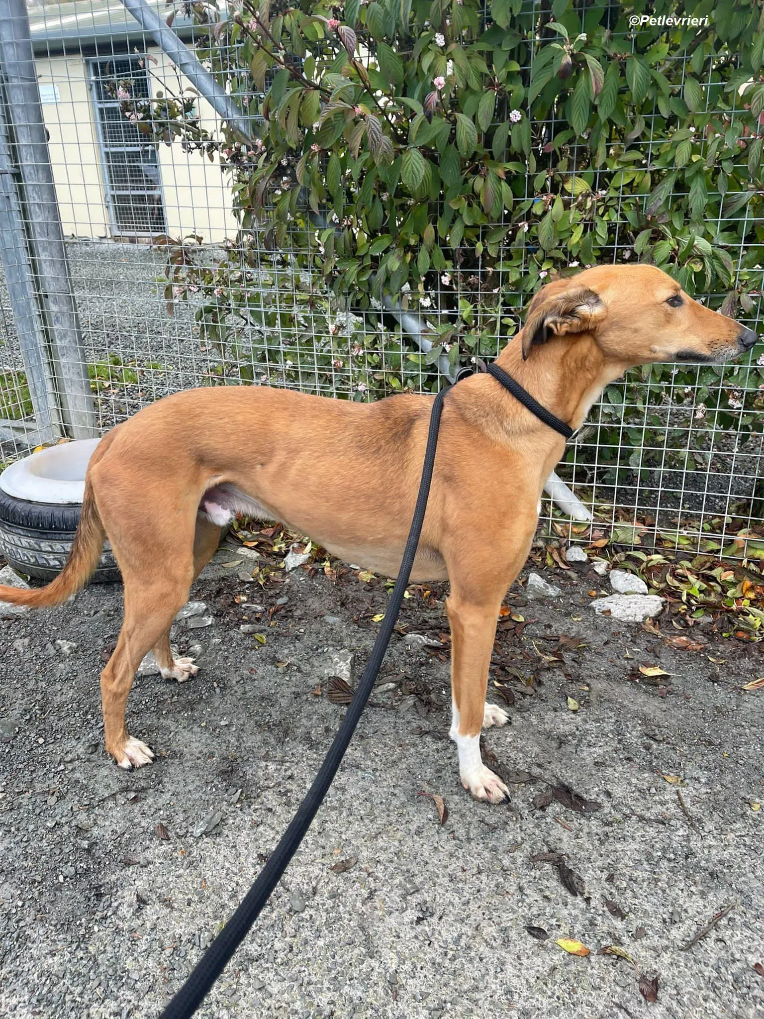 Greg adozione levrieri greyhound 12