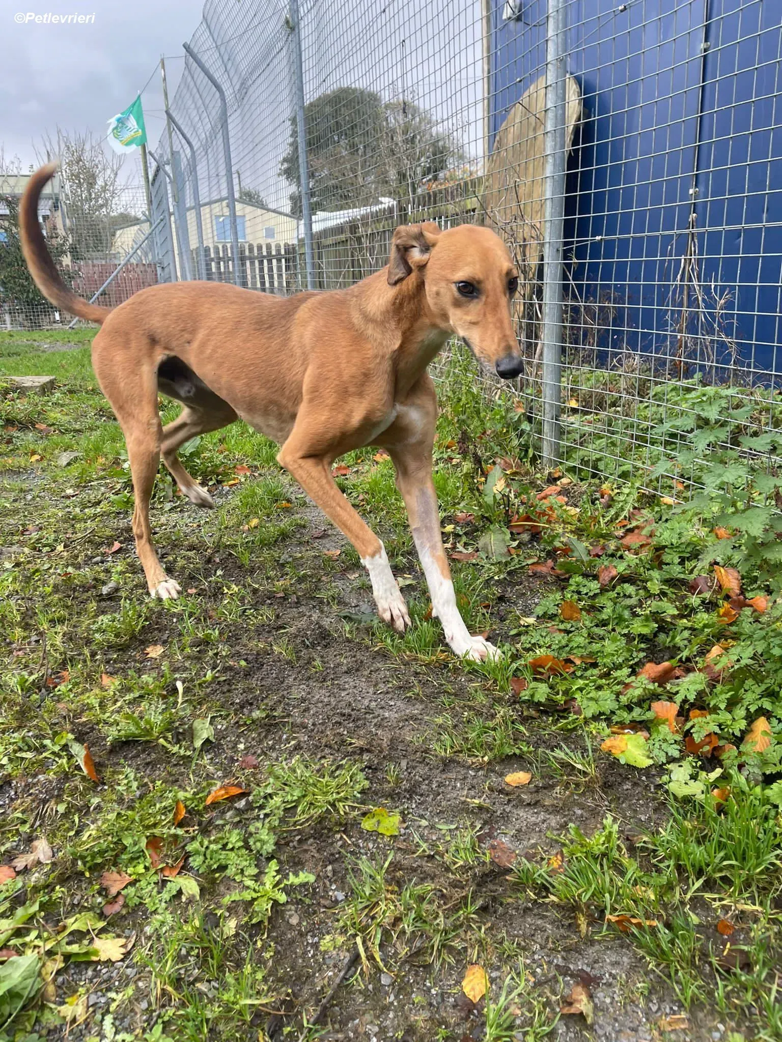 Greg adozione levrieri greyhound 13