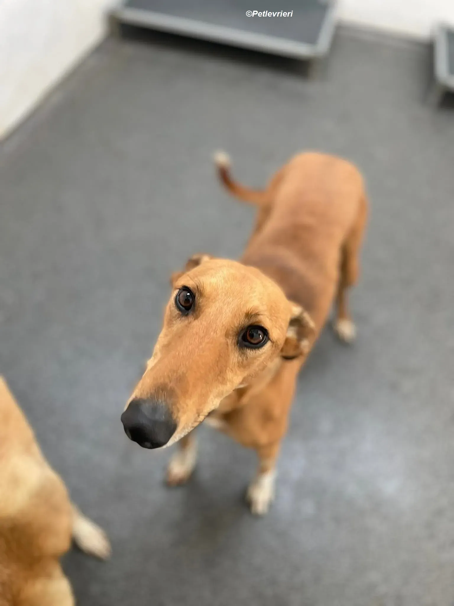 Greg adozione levrieri greyhound 2