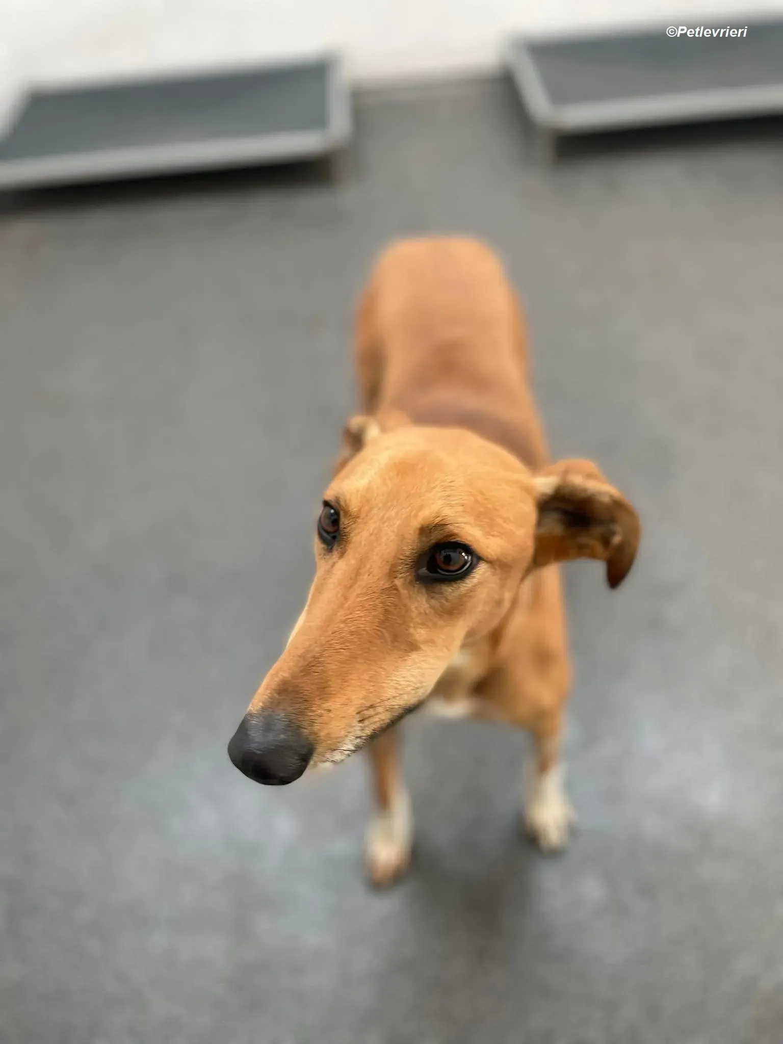 Greg adozione levrieri greyhound 3