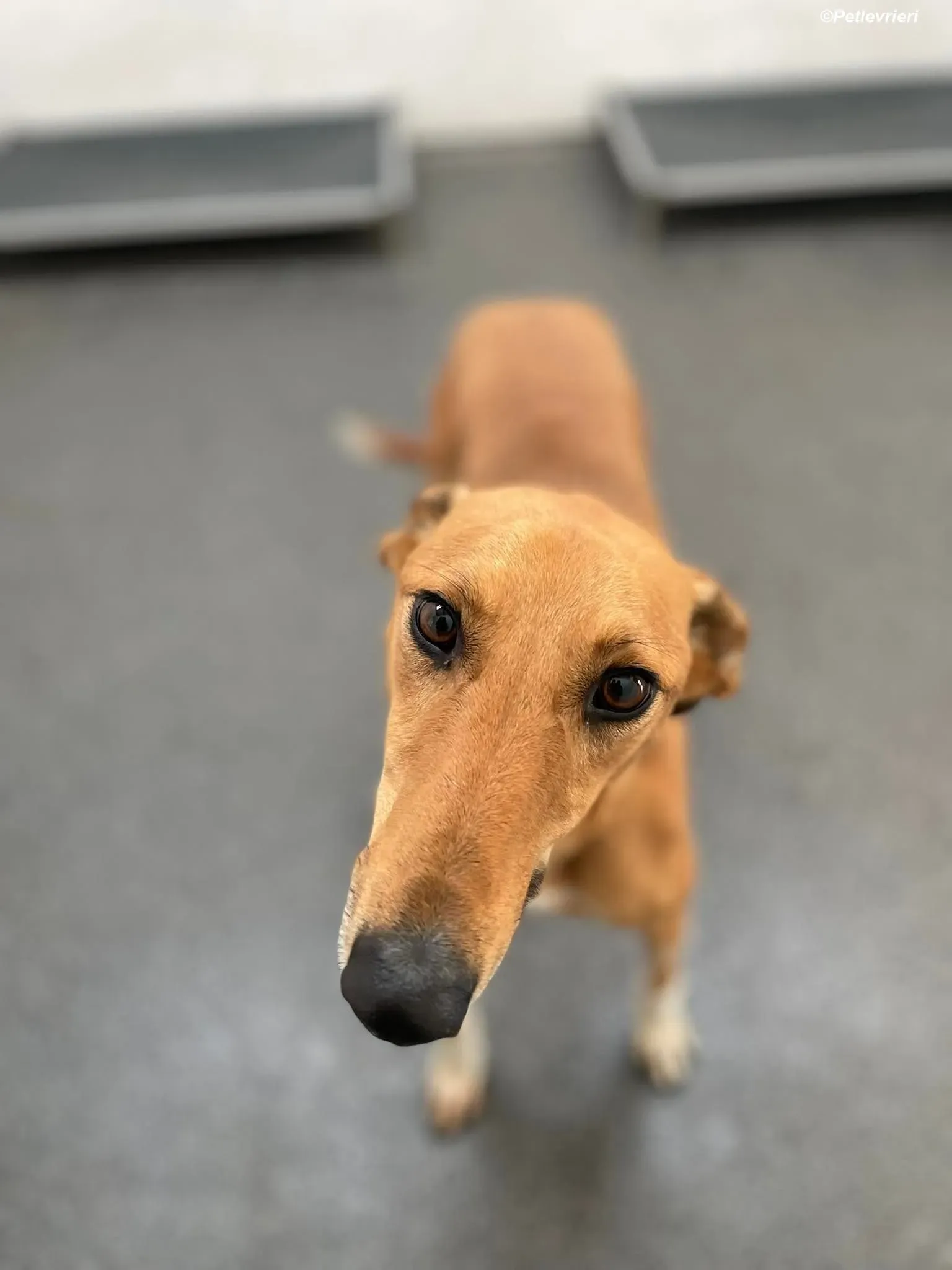 Greg adozione levrieri greyhound 4