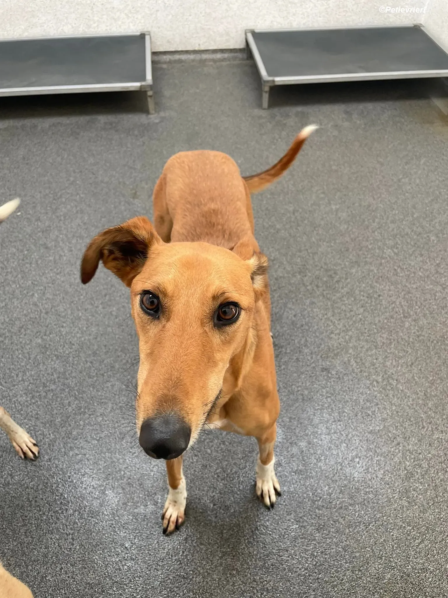 Greg adozione levrieri greyhound 5