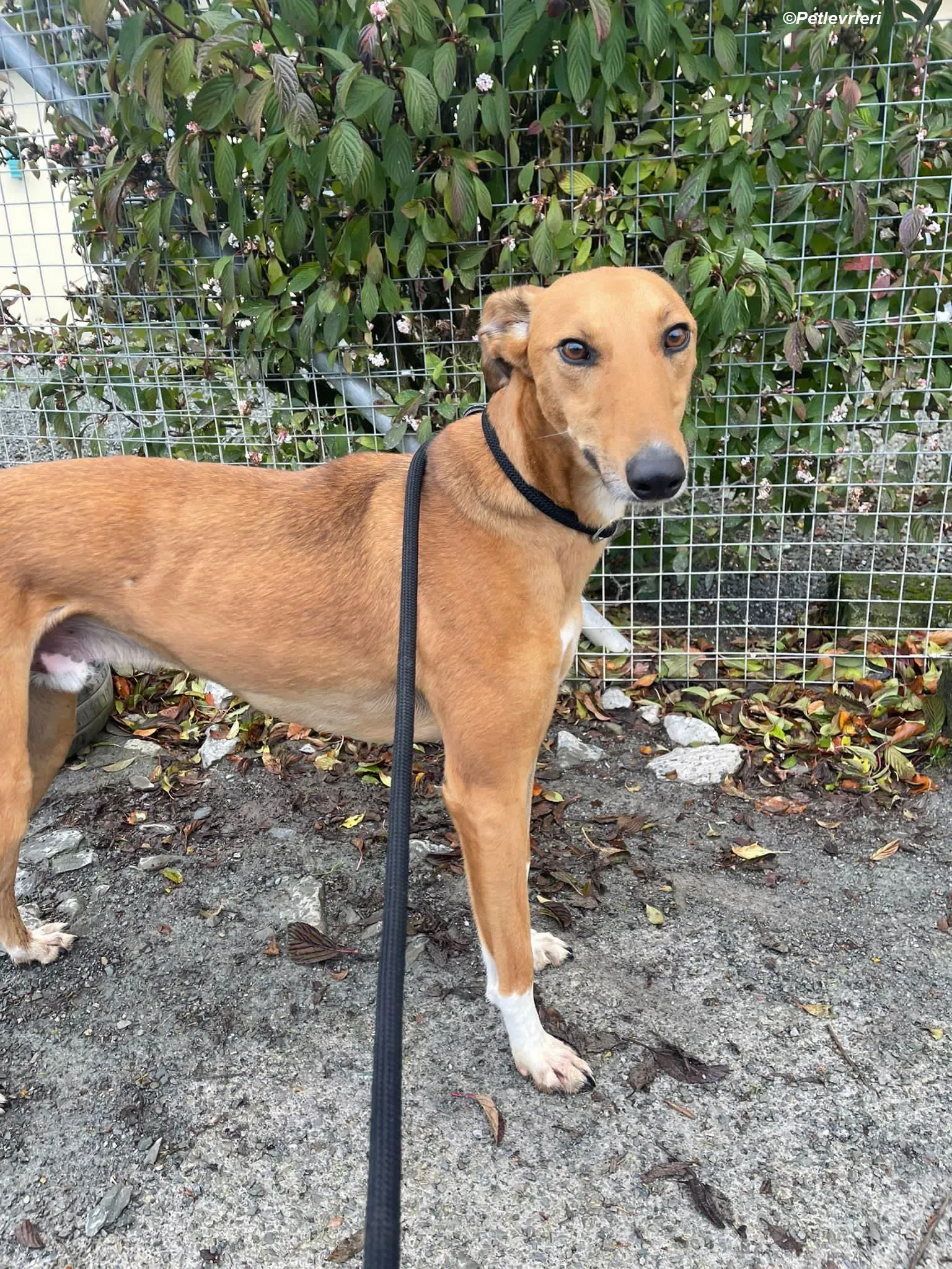 Greg adozione levrieri greyhound 6