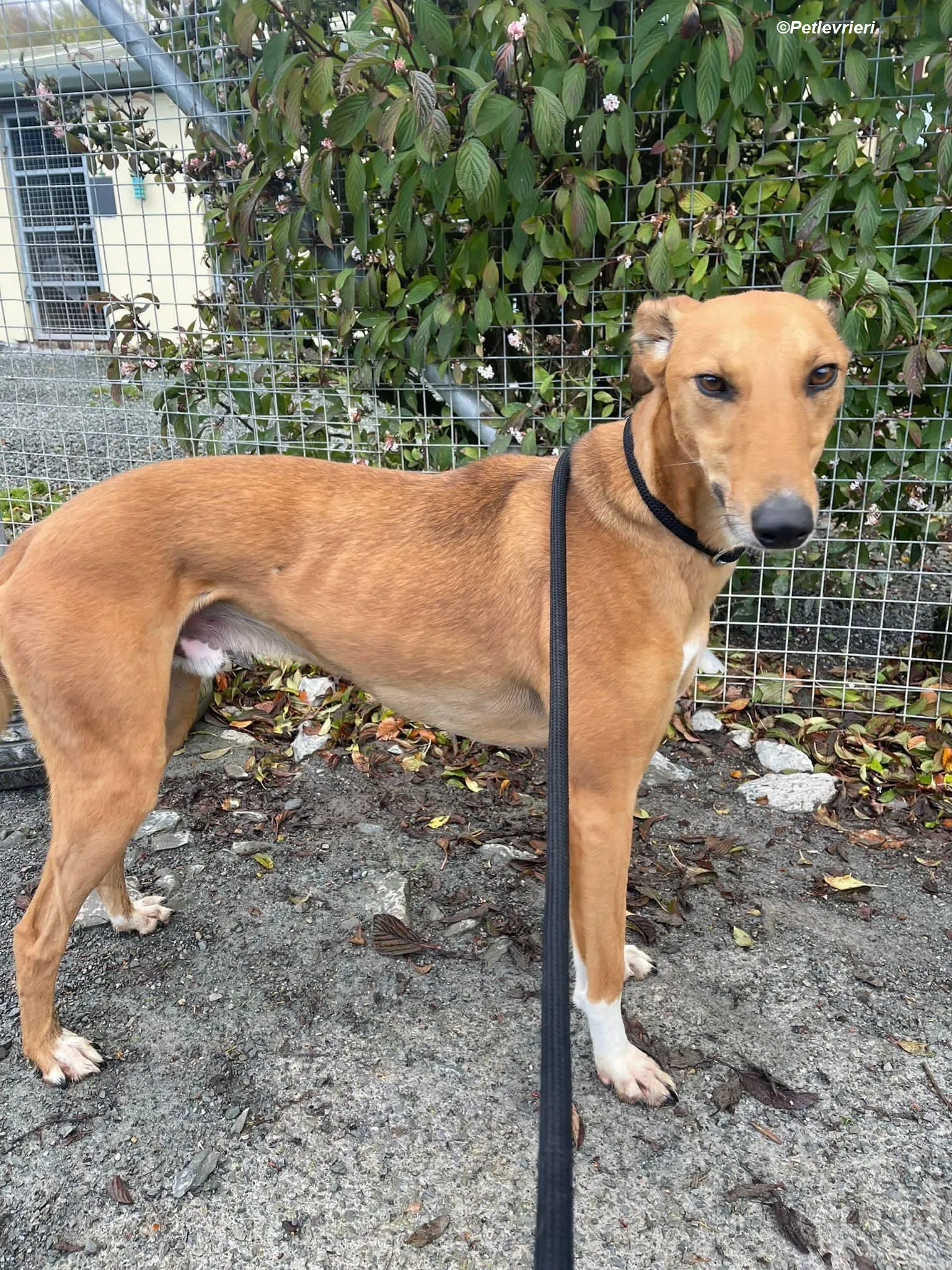 Greg adozione levrieri greyhound 7