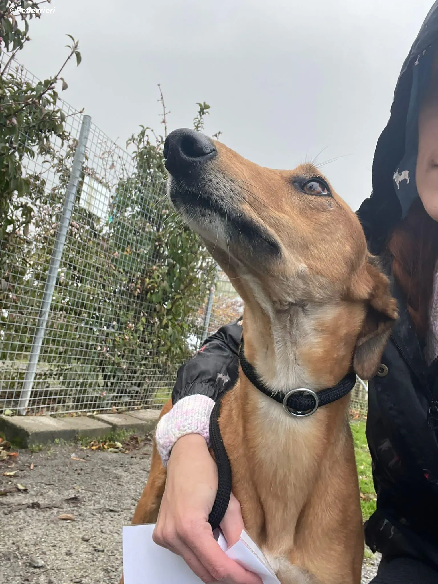 Greg adozione levrieri greyhound 8