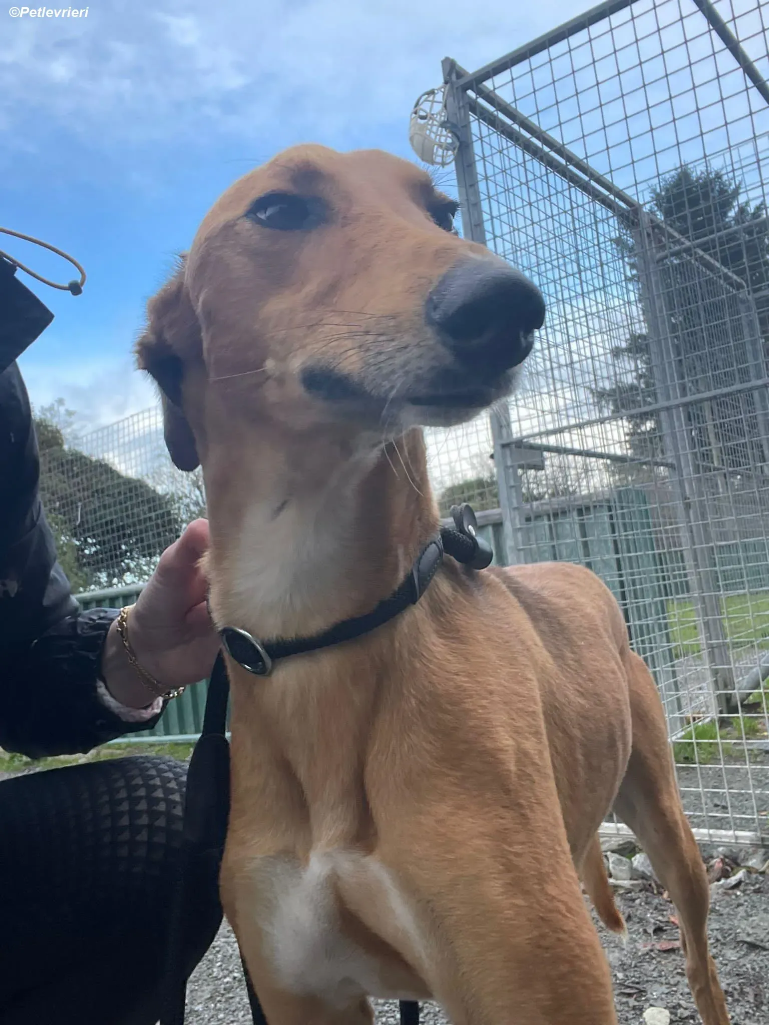 Greg adozione levrieri greyhound 9