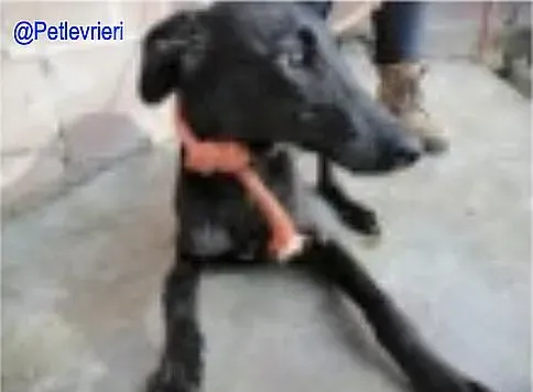 Greta De Valladolid adozione levrieri galgo 1