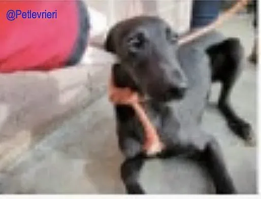 Greta De Valladolid adozione levrieri galgo 2