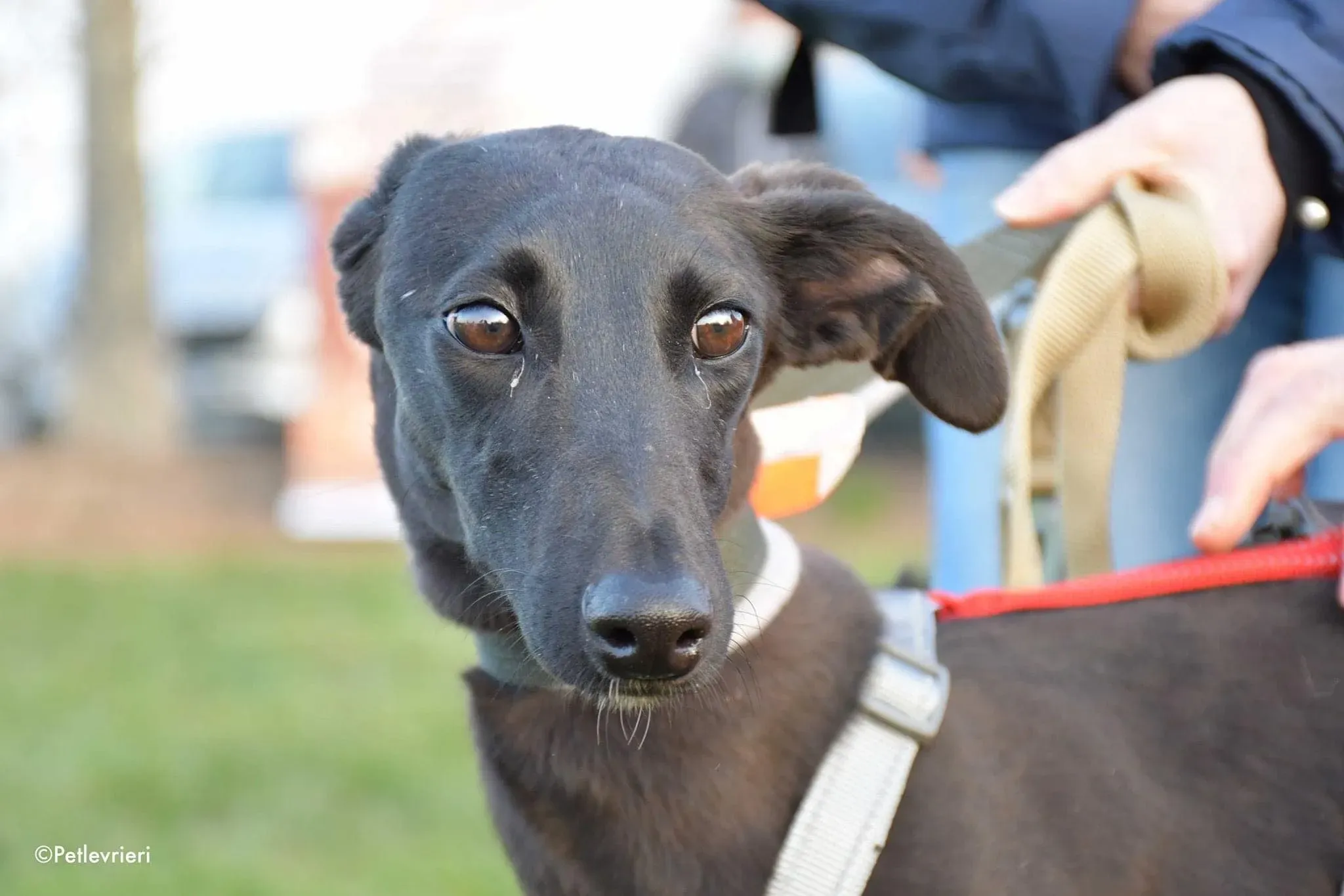 Greta adozione levrieri galgo10