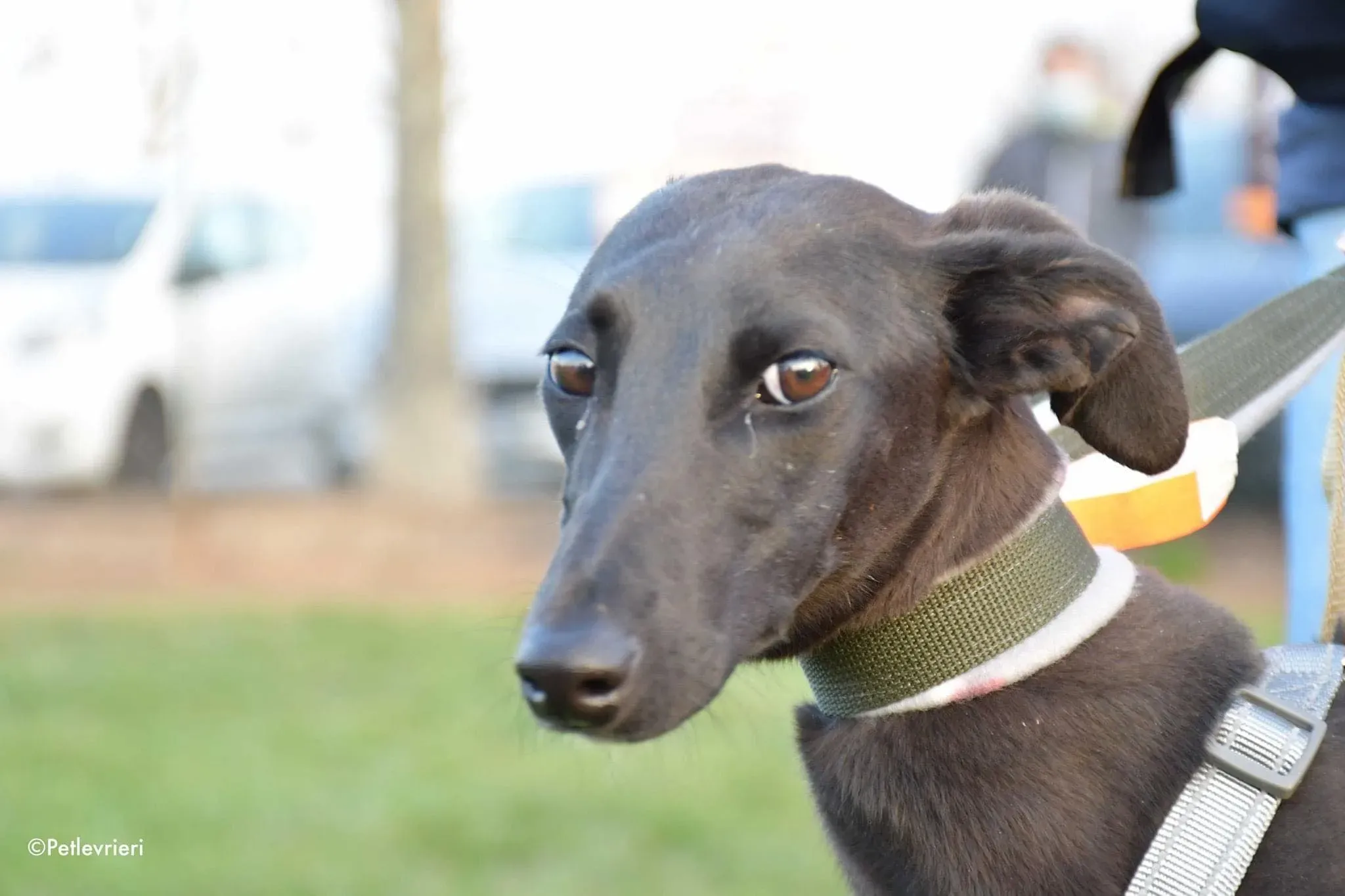 Greta adozione levrieri galgo11