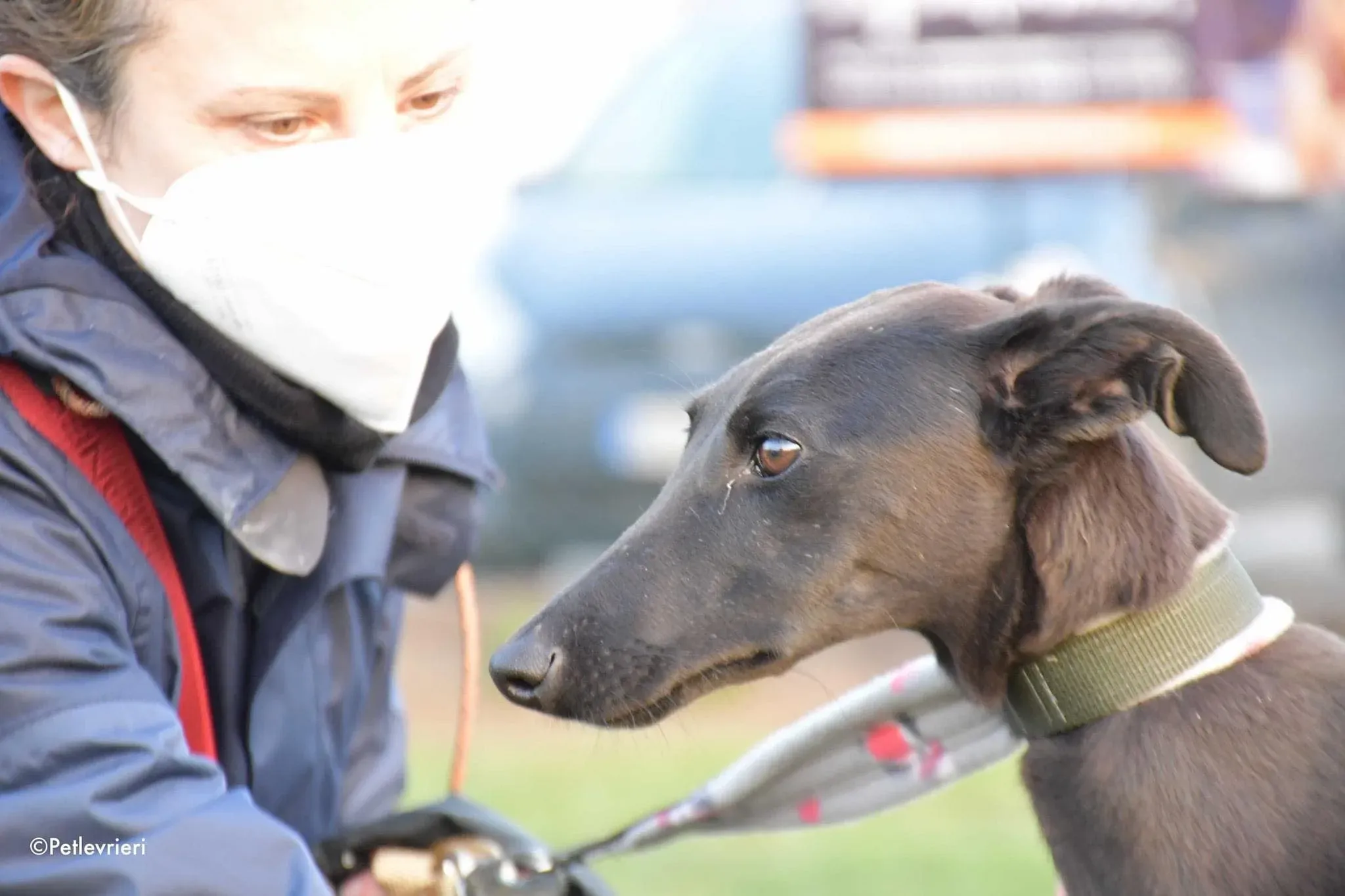 Greta adozione levrieri galgo12