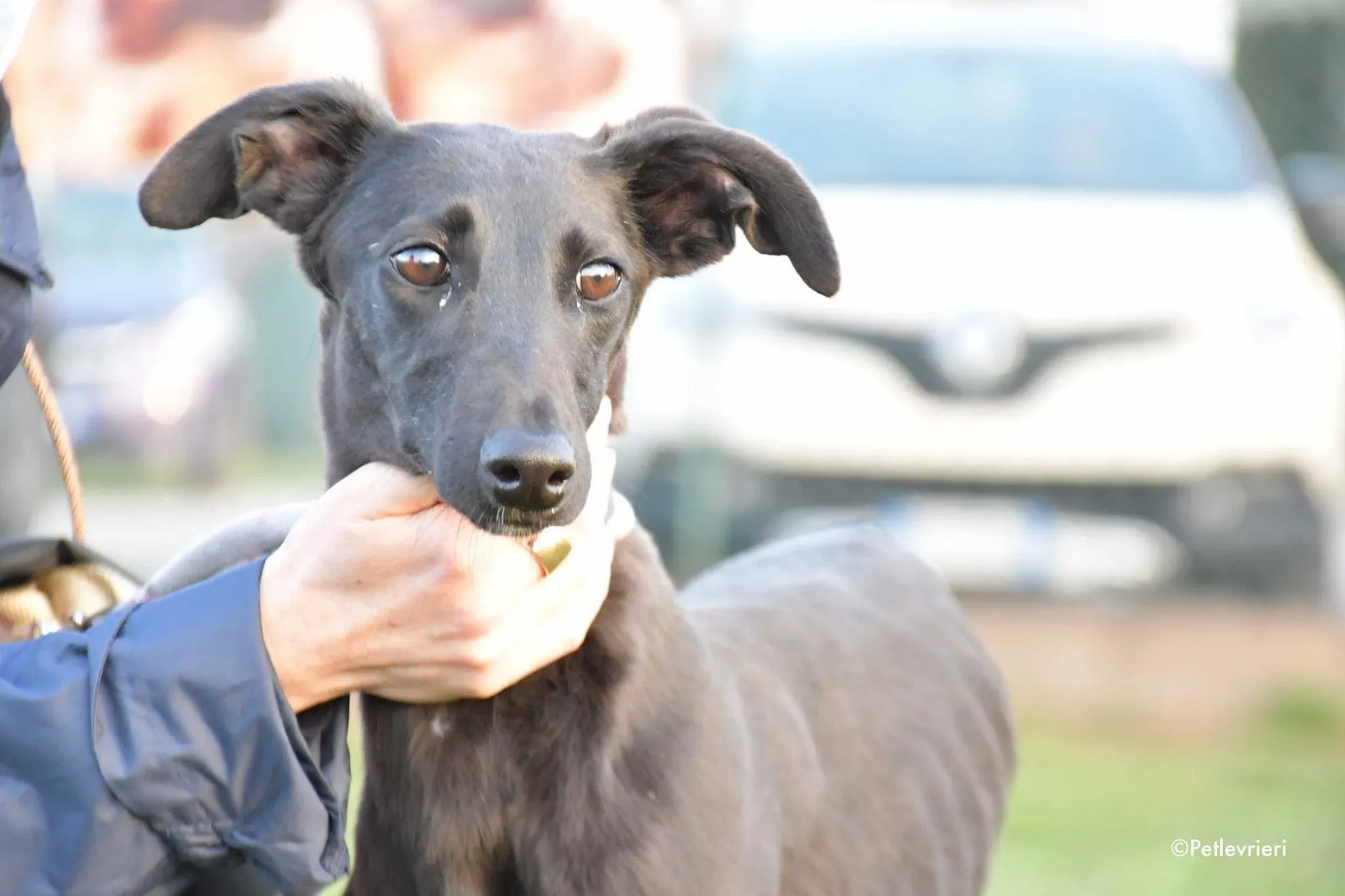 Greta adozione levrieri galgo13