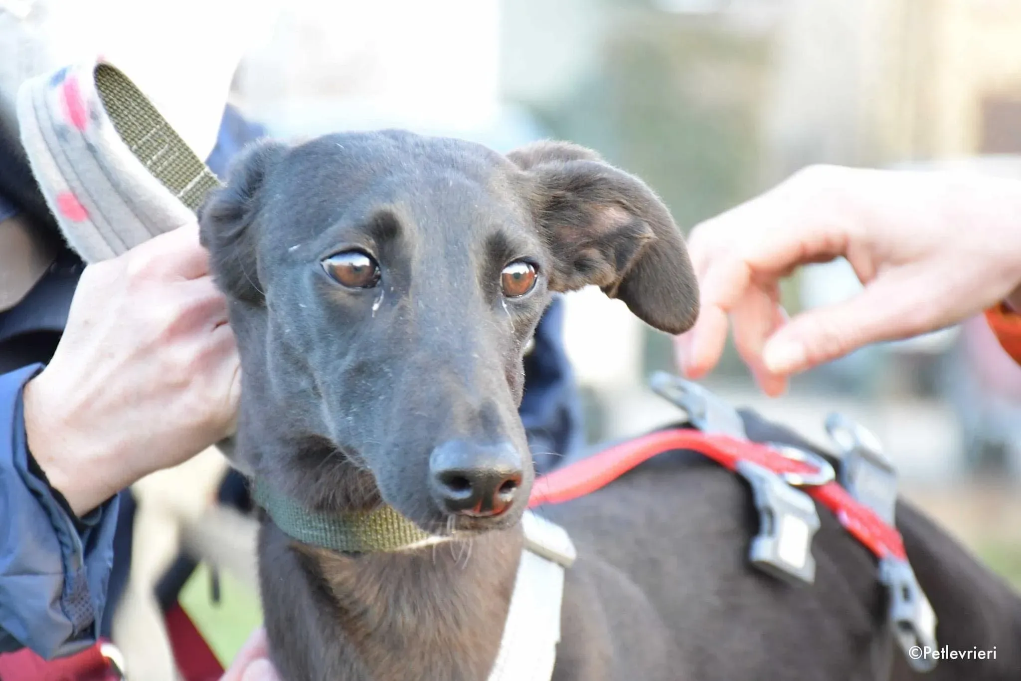 Greta adozione levrieri galgo14