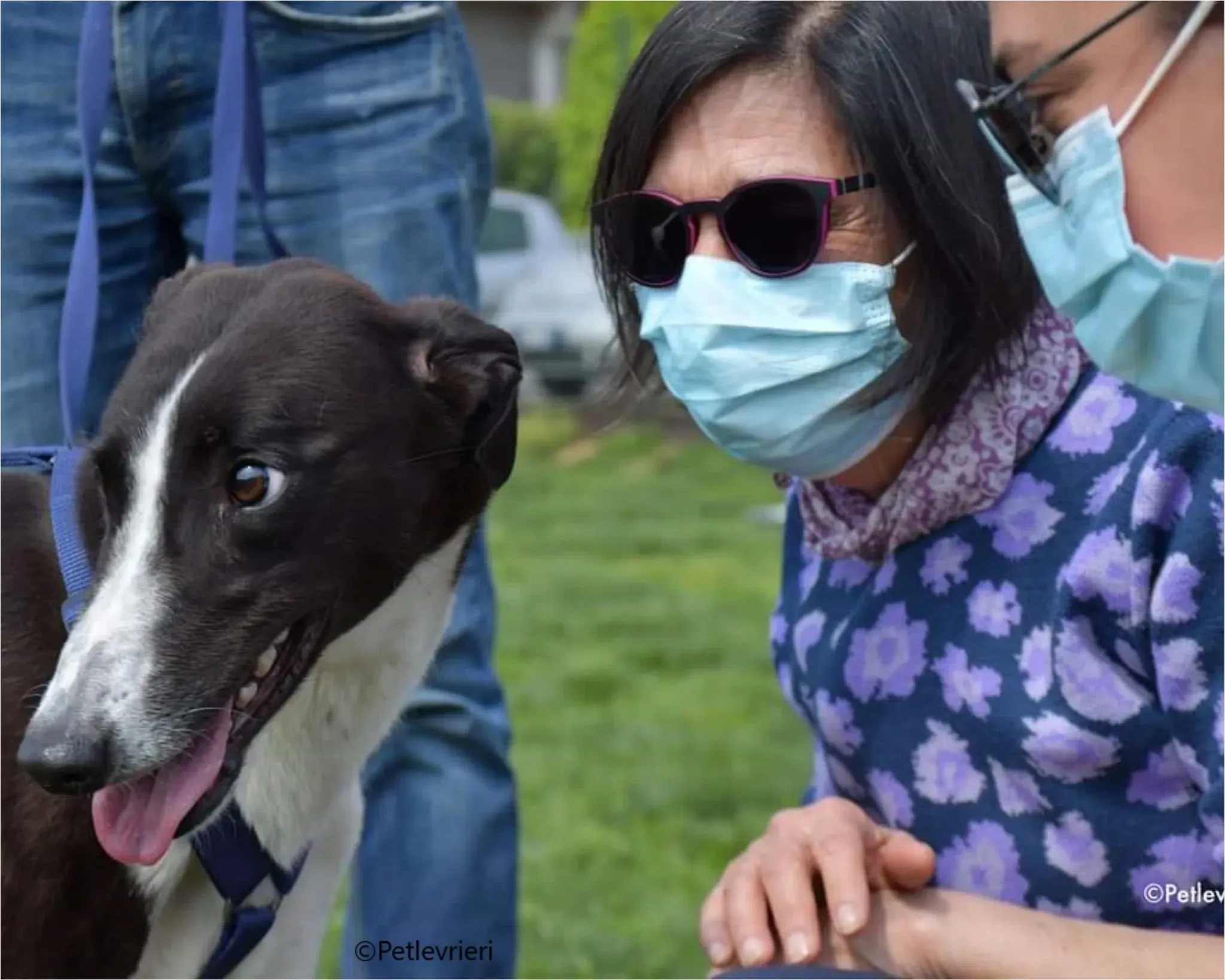 Greta greyhound pet levrieri felici casa 2