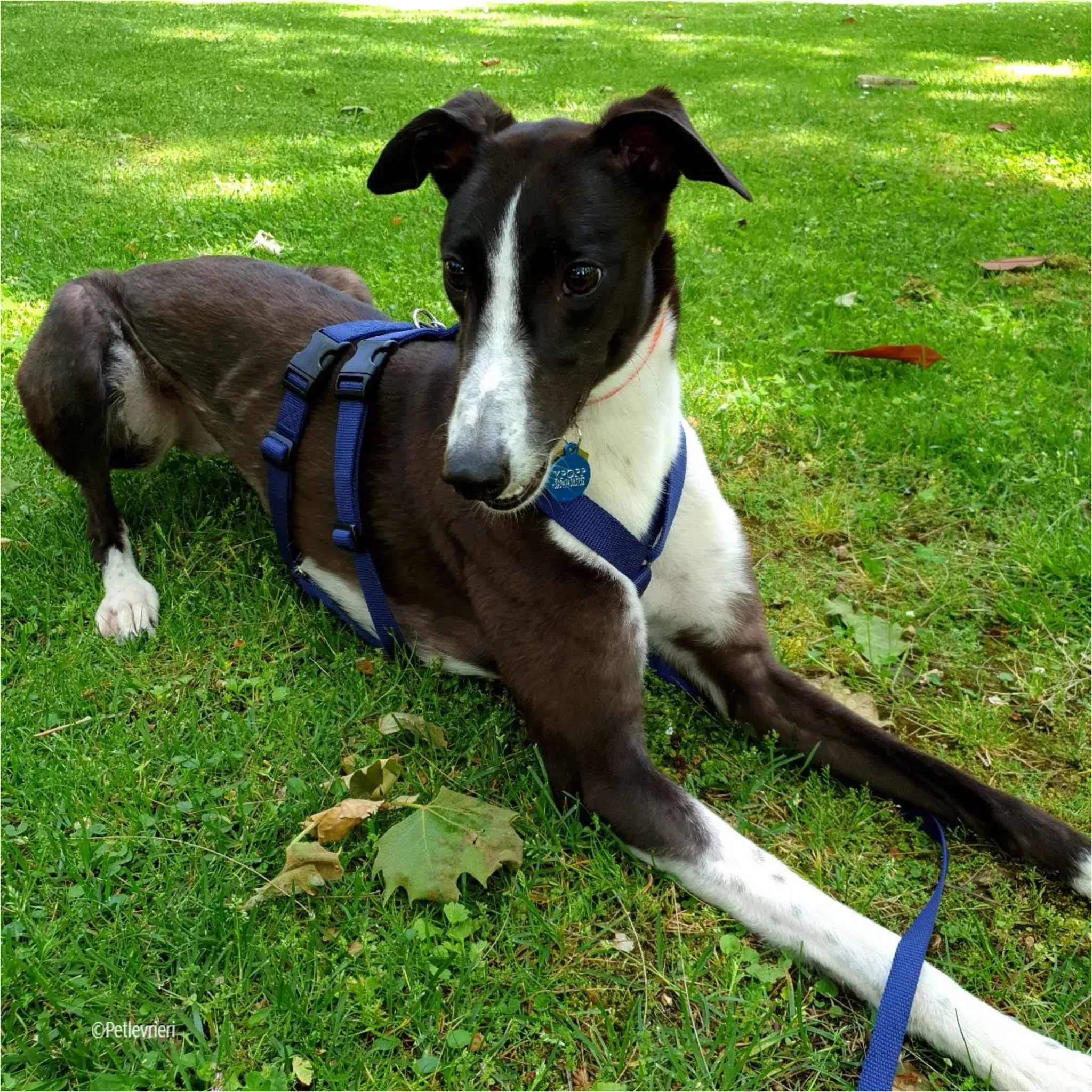 Greta greyhound pet levrieri felici casa1 4