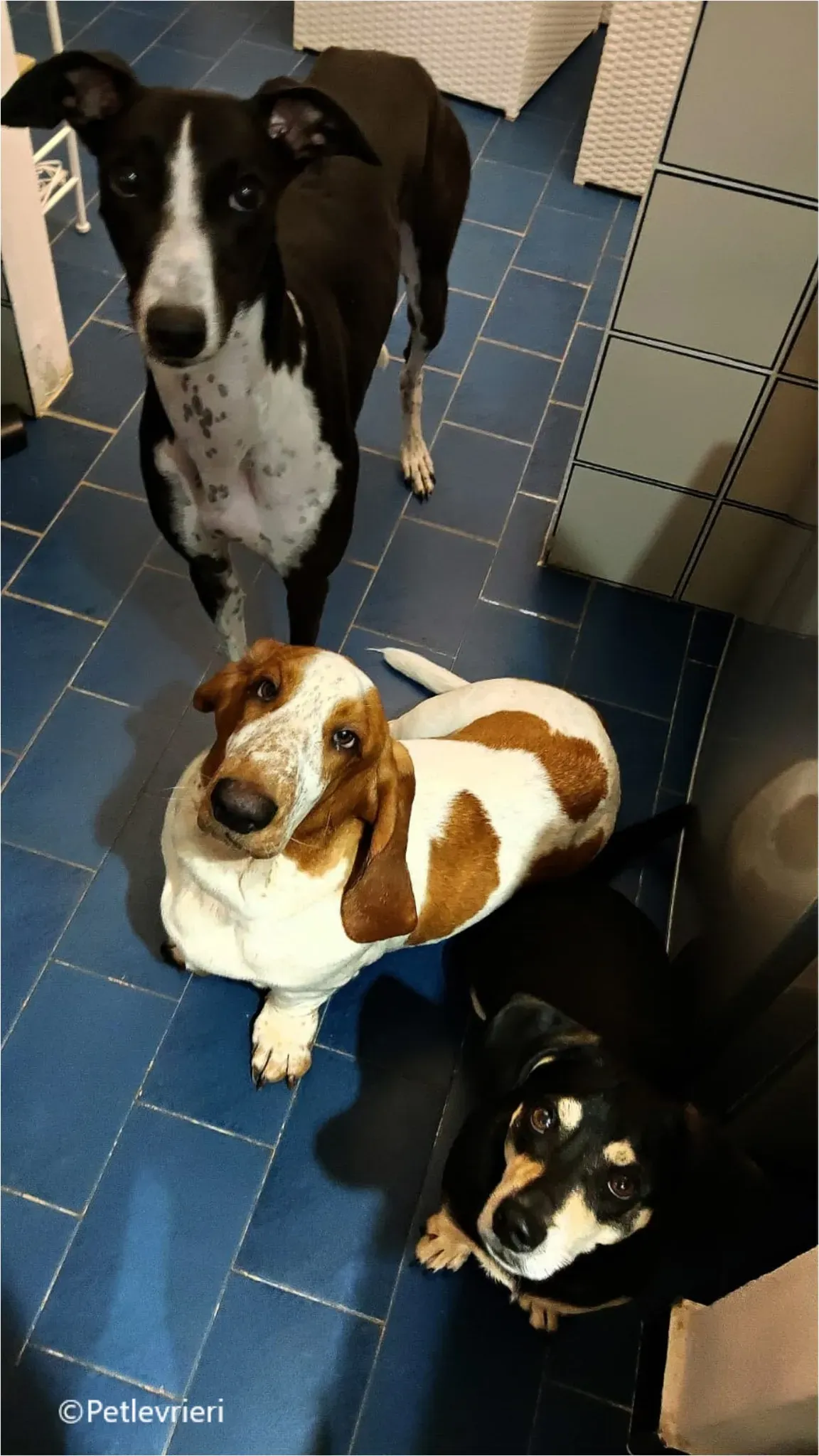 Greta greyhound pet levrieri felici casa10 1