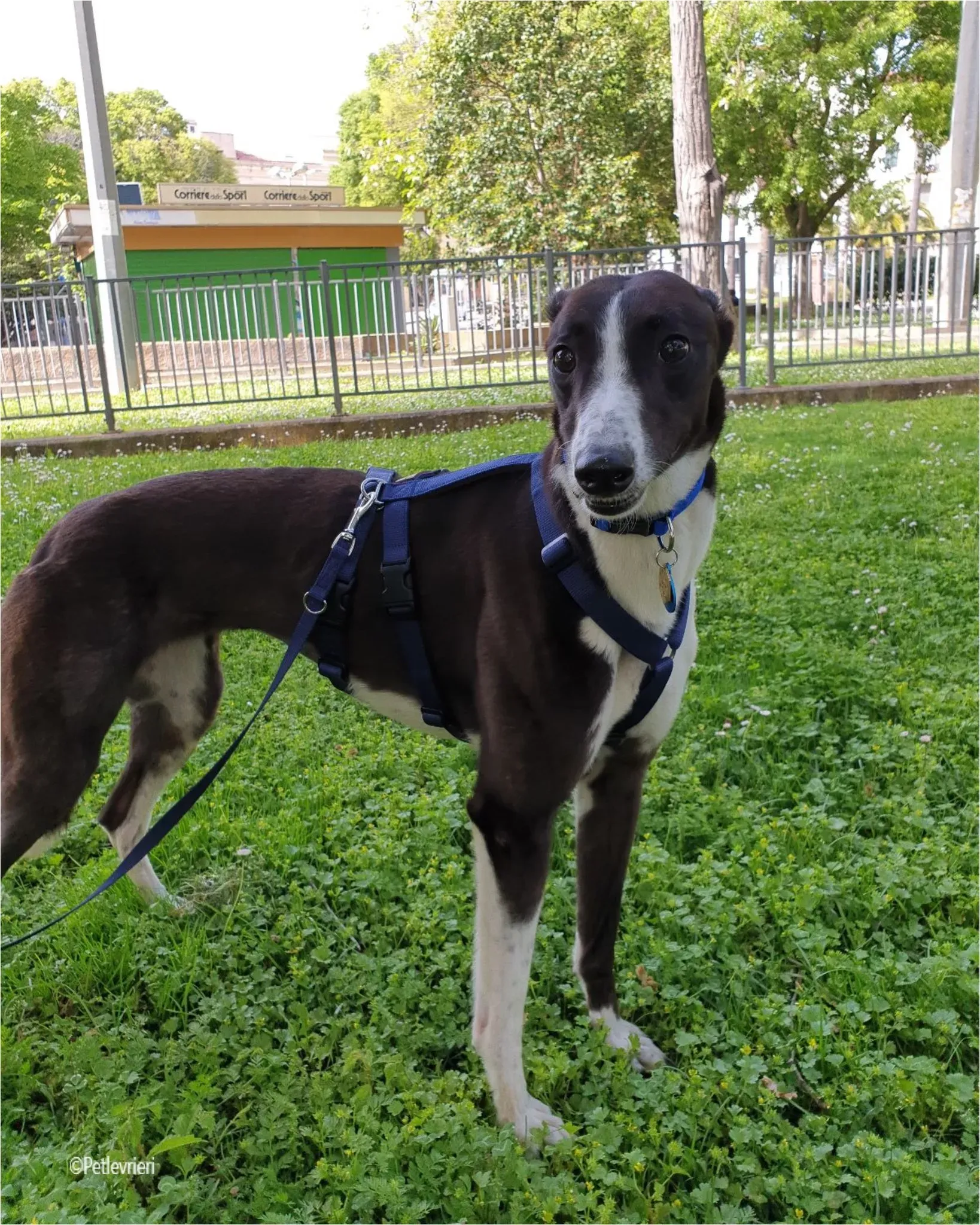 Greta greyhound pet levrieri felici casa2 1