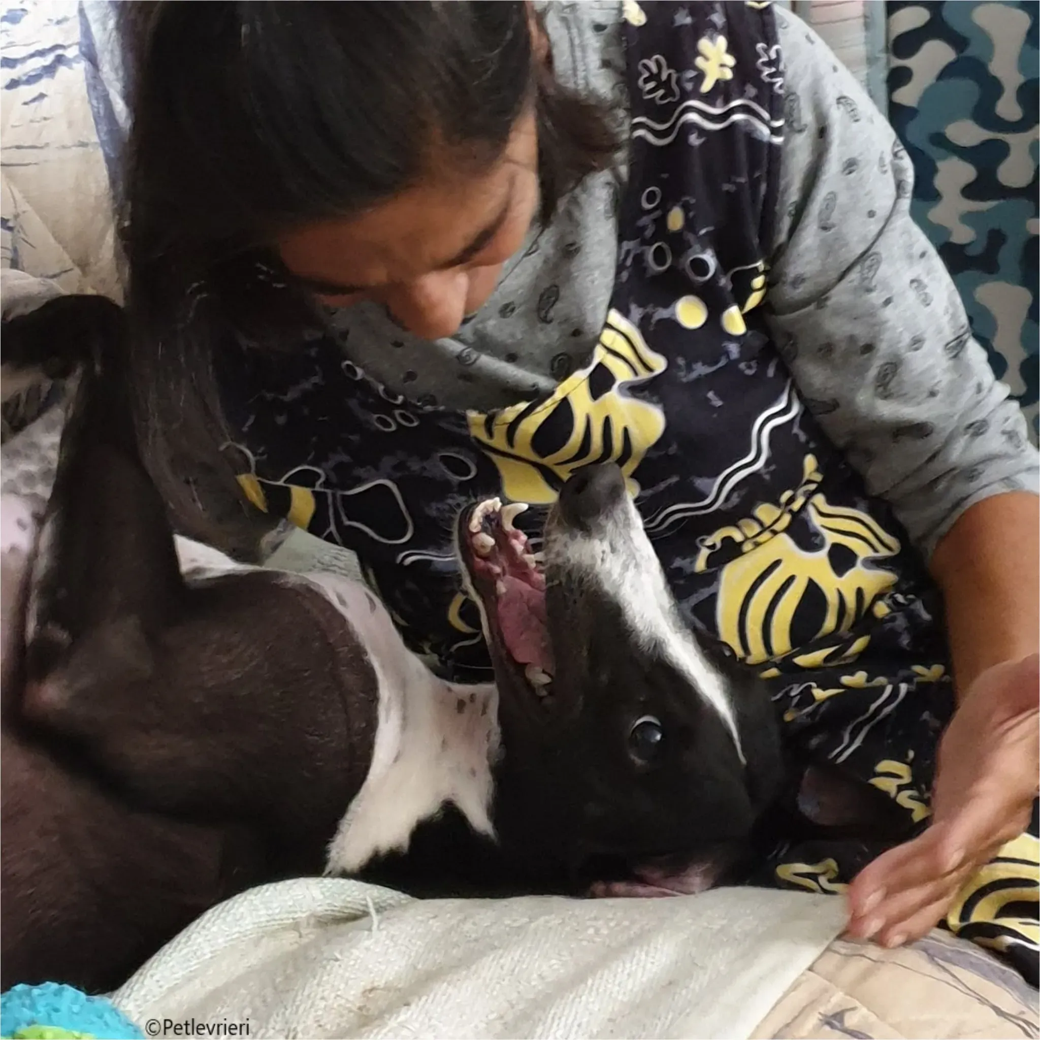 Greta greyhound pet levrieri felici casa3 1