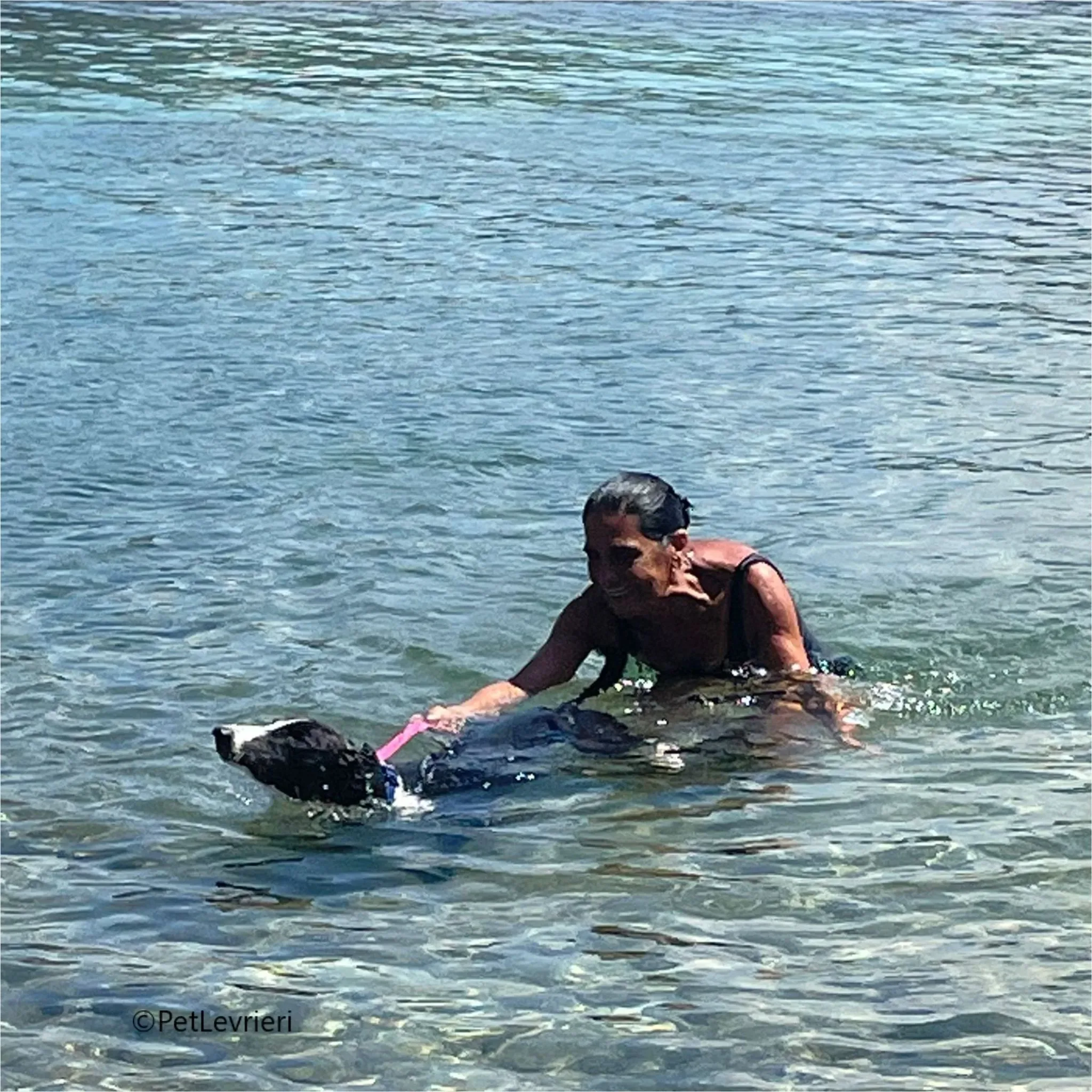 Greta greyhound pet levrieri felici casa4 1