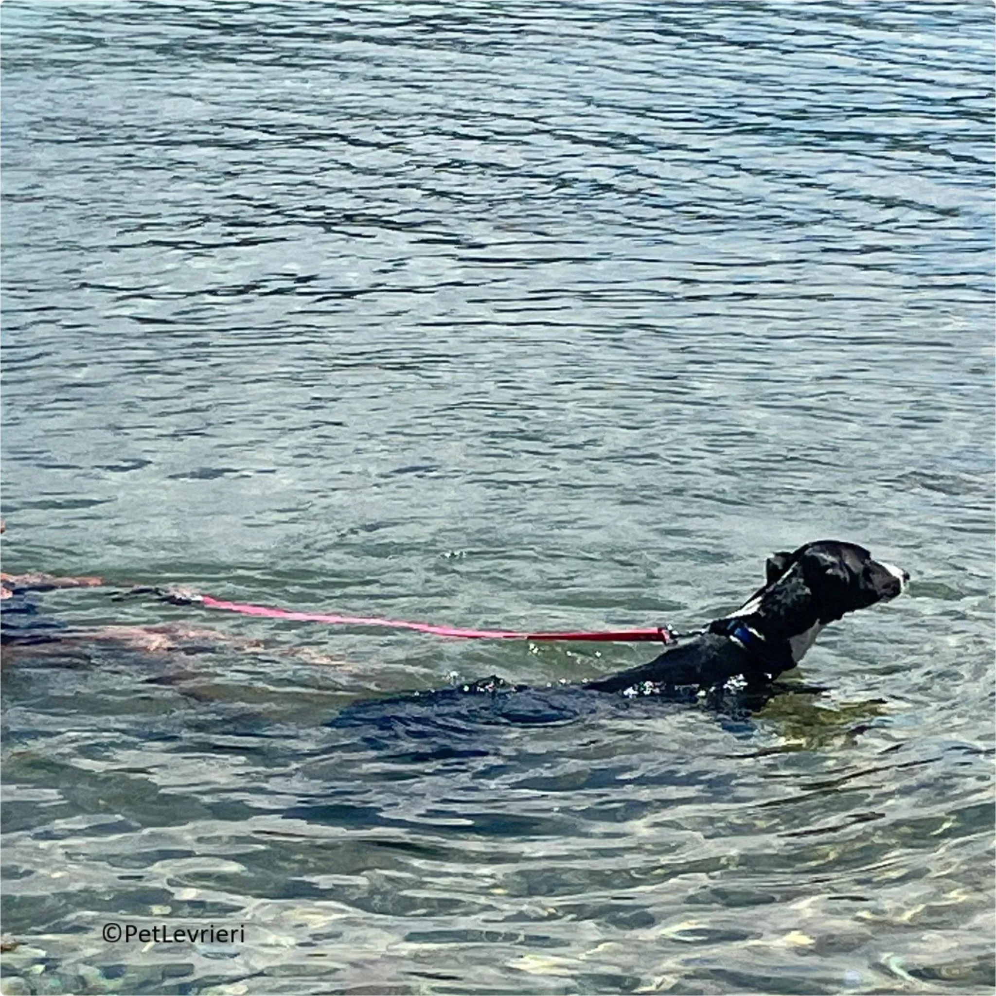 Greta greyhound pet levrieri felici casa5 1