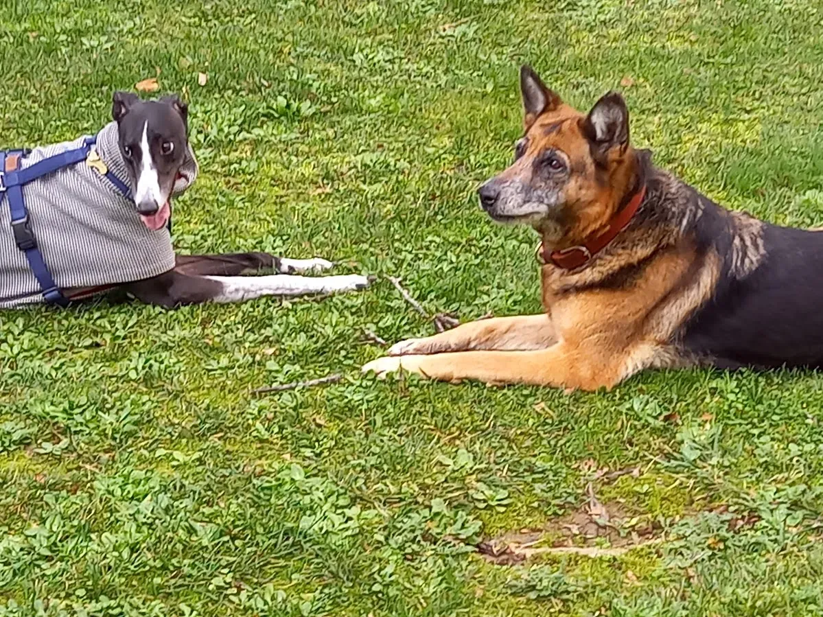 Greta greyhound pet levrieri felici casa6 1