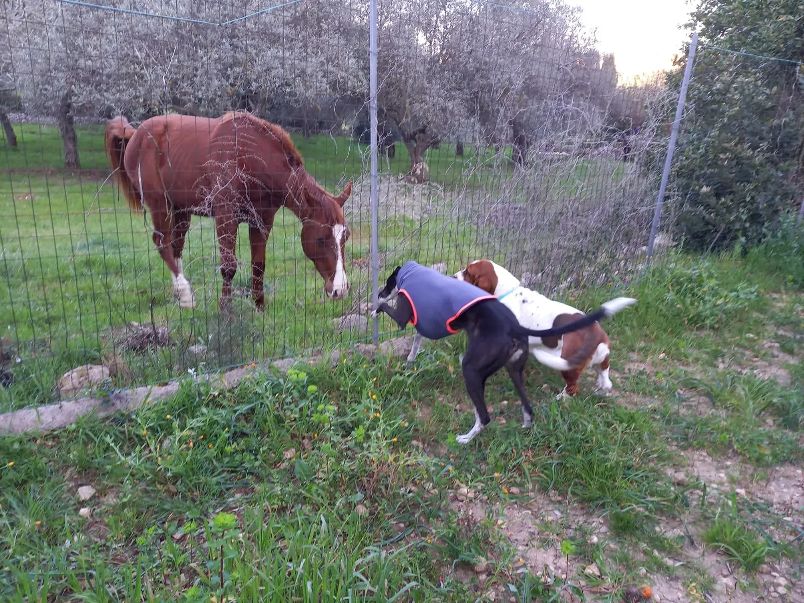 Greta greyhound pet levrieri felici casa7 1