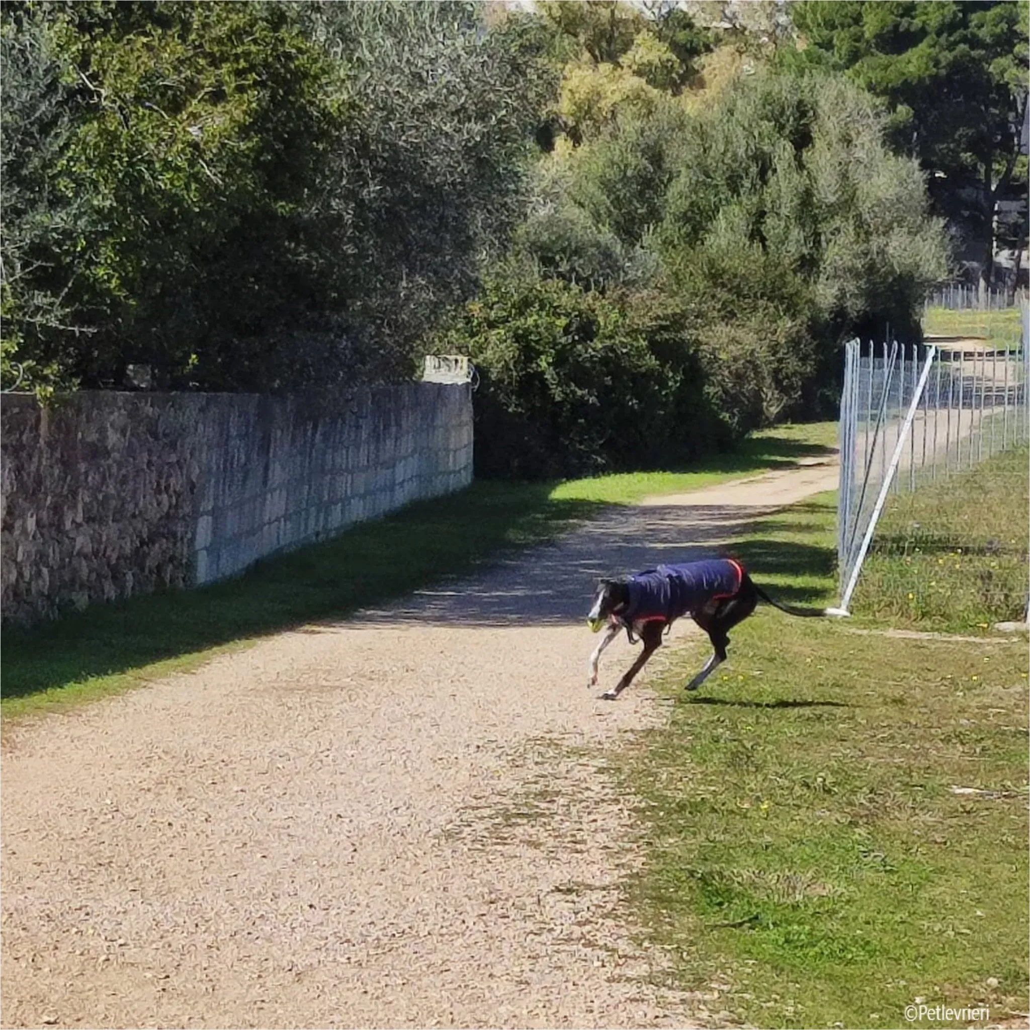 Greta greyhound pet levrieri felici casa8 1