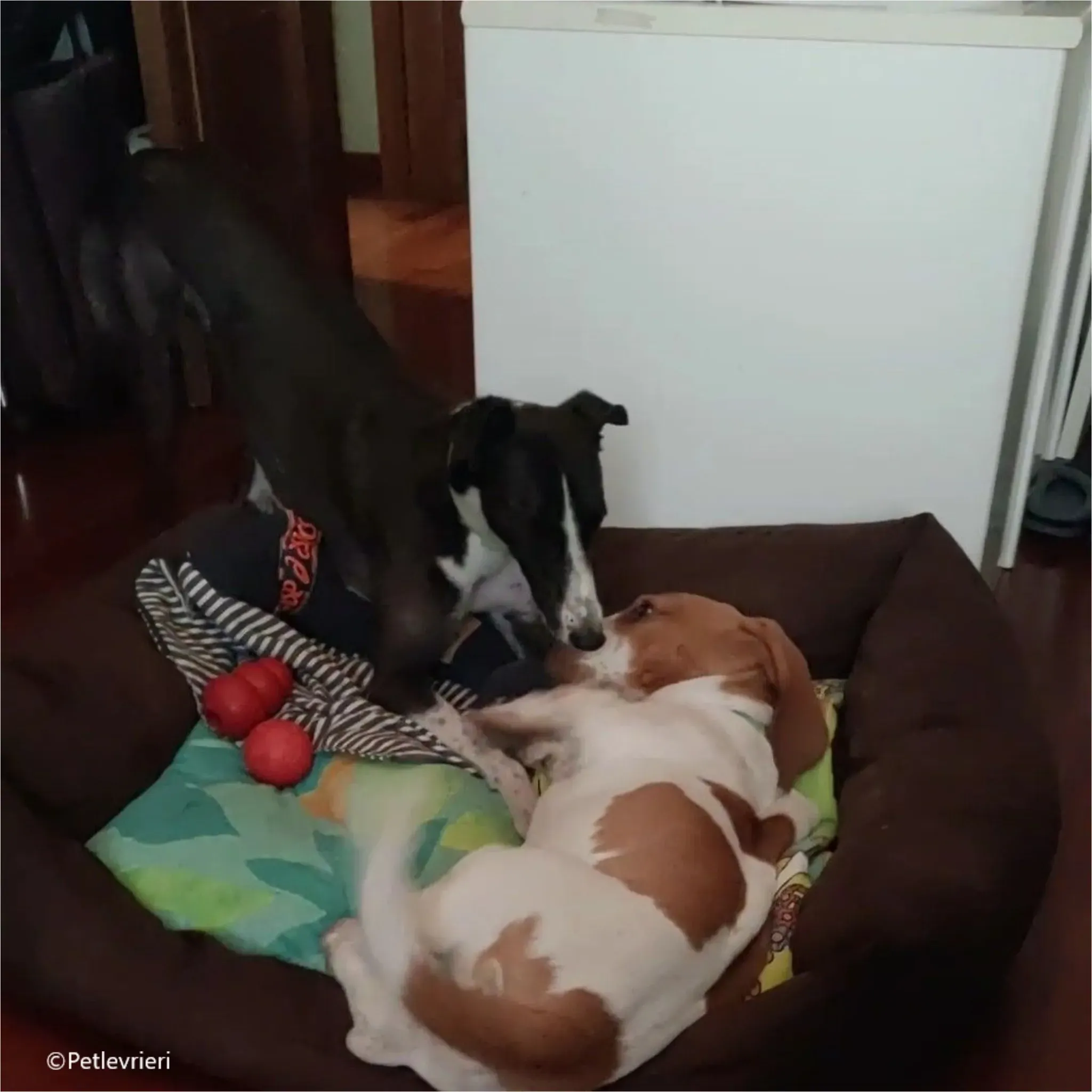 Greta greyhound pet levrieri felici casa9 1