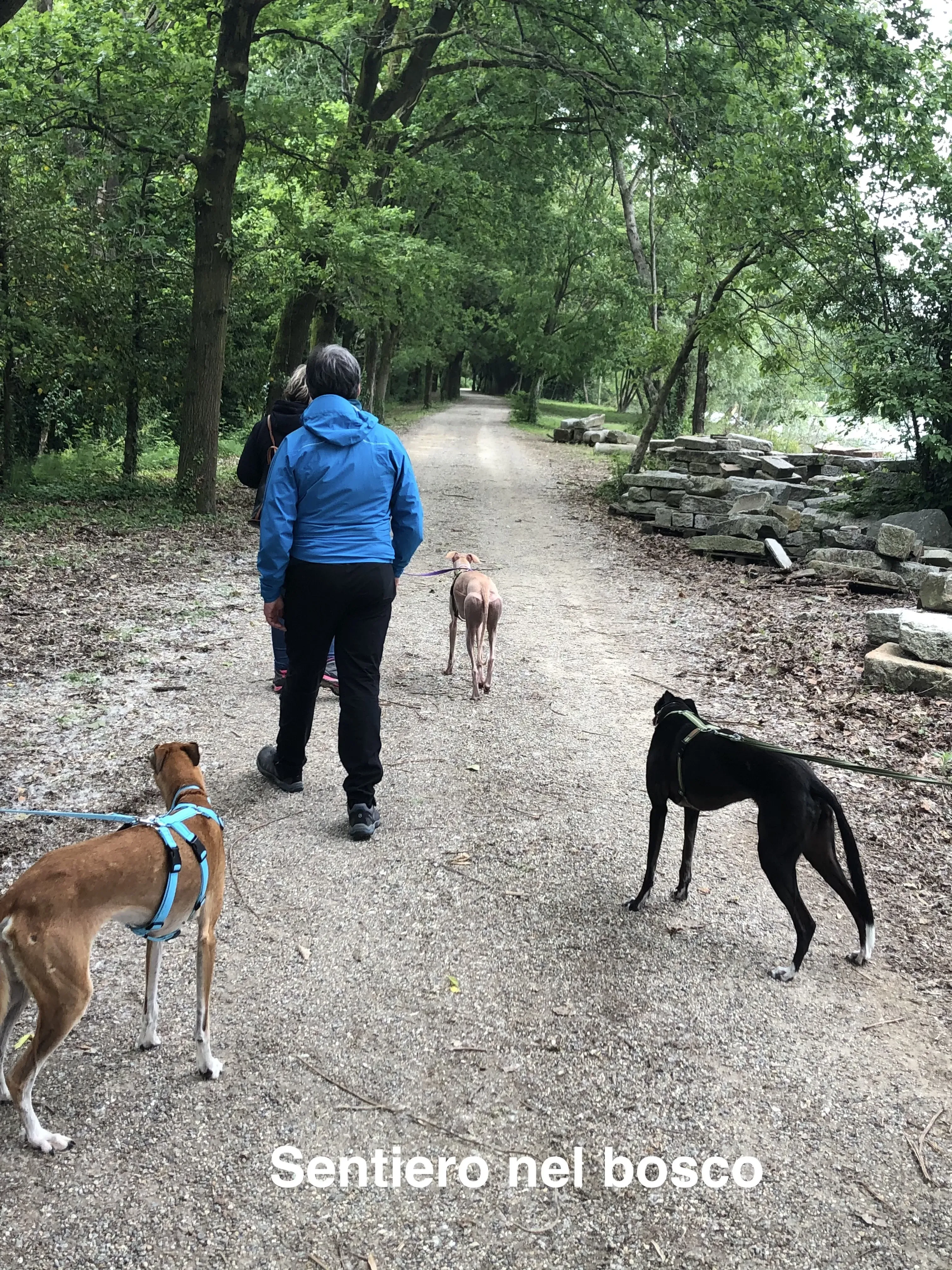 Grey Macau Pet levrieri location1