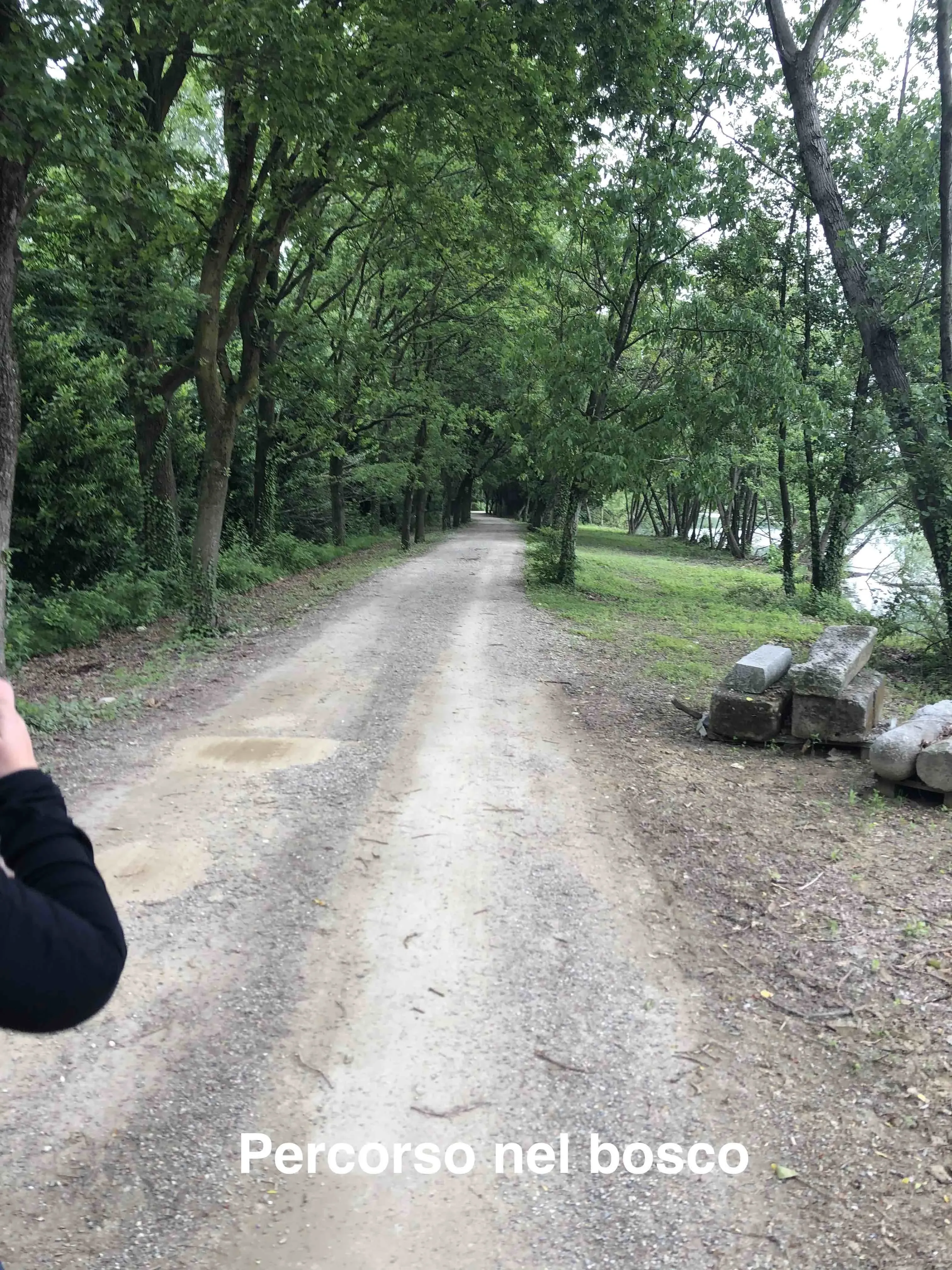 Grey Macau Pet levrieri location2