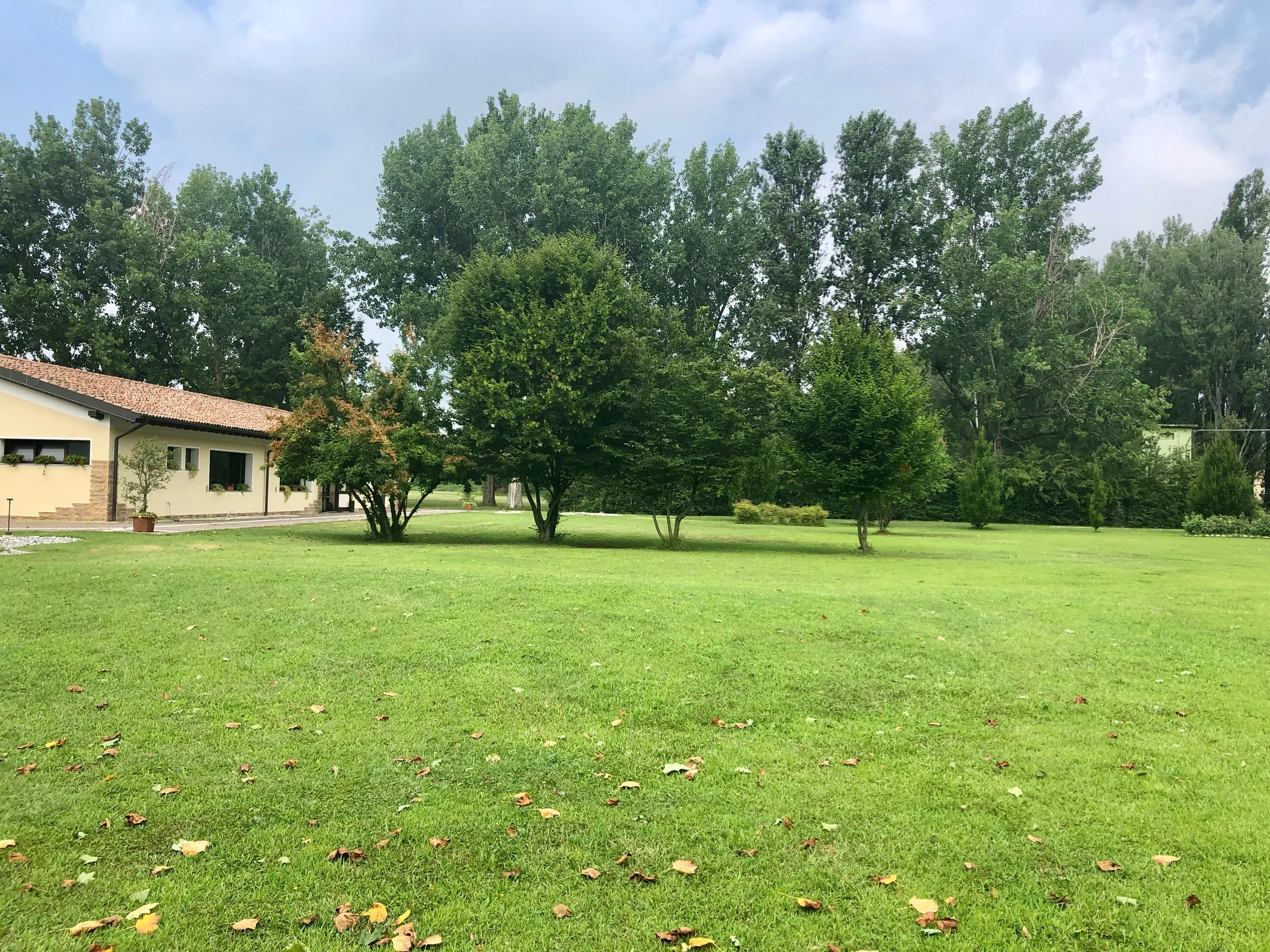 Grey Macau Pet levrieri location21