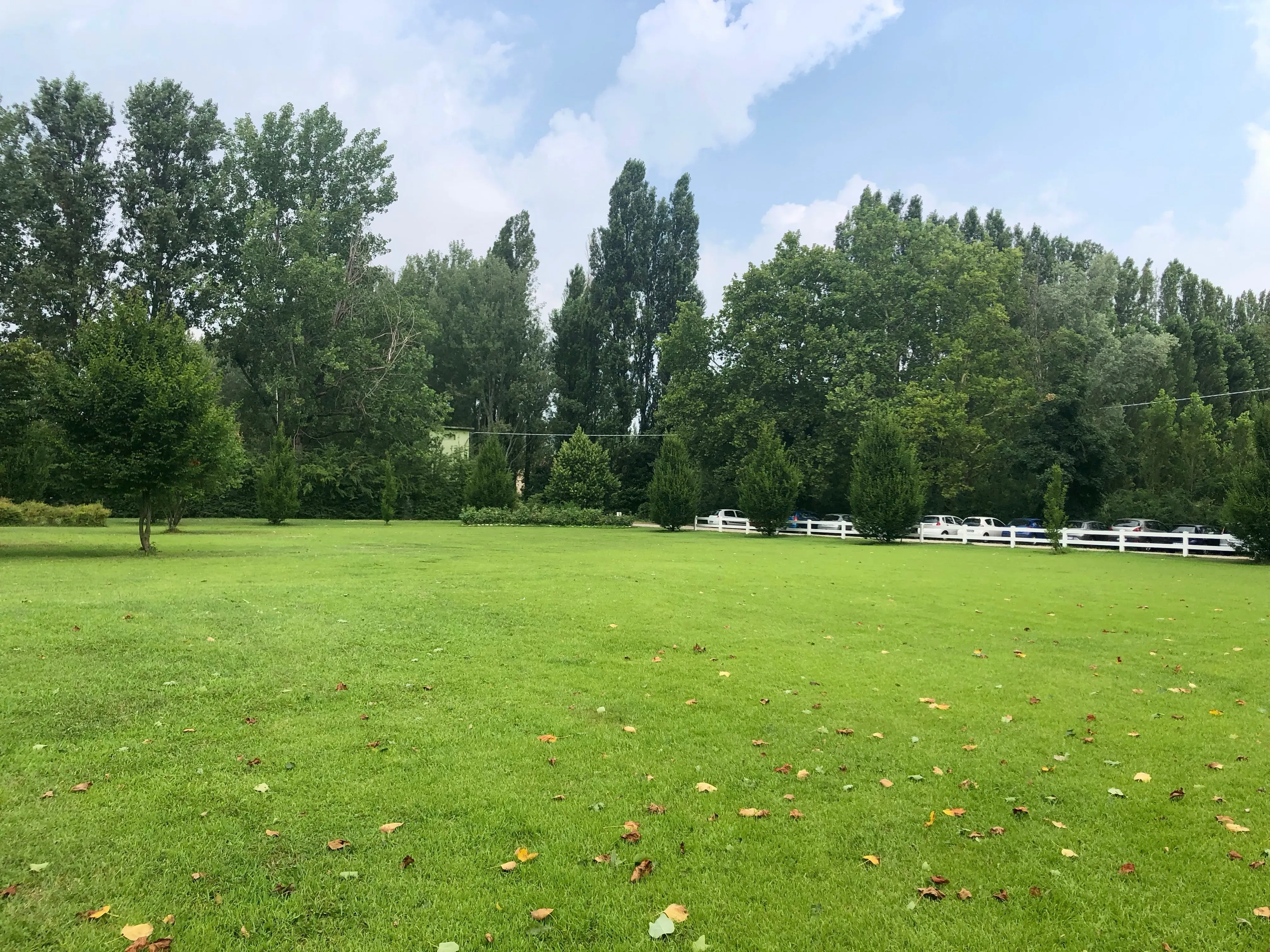 Grey Macau Pet levrieri location22