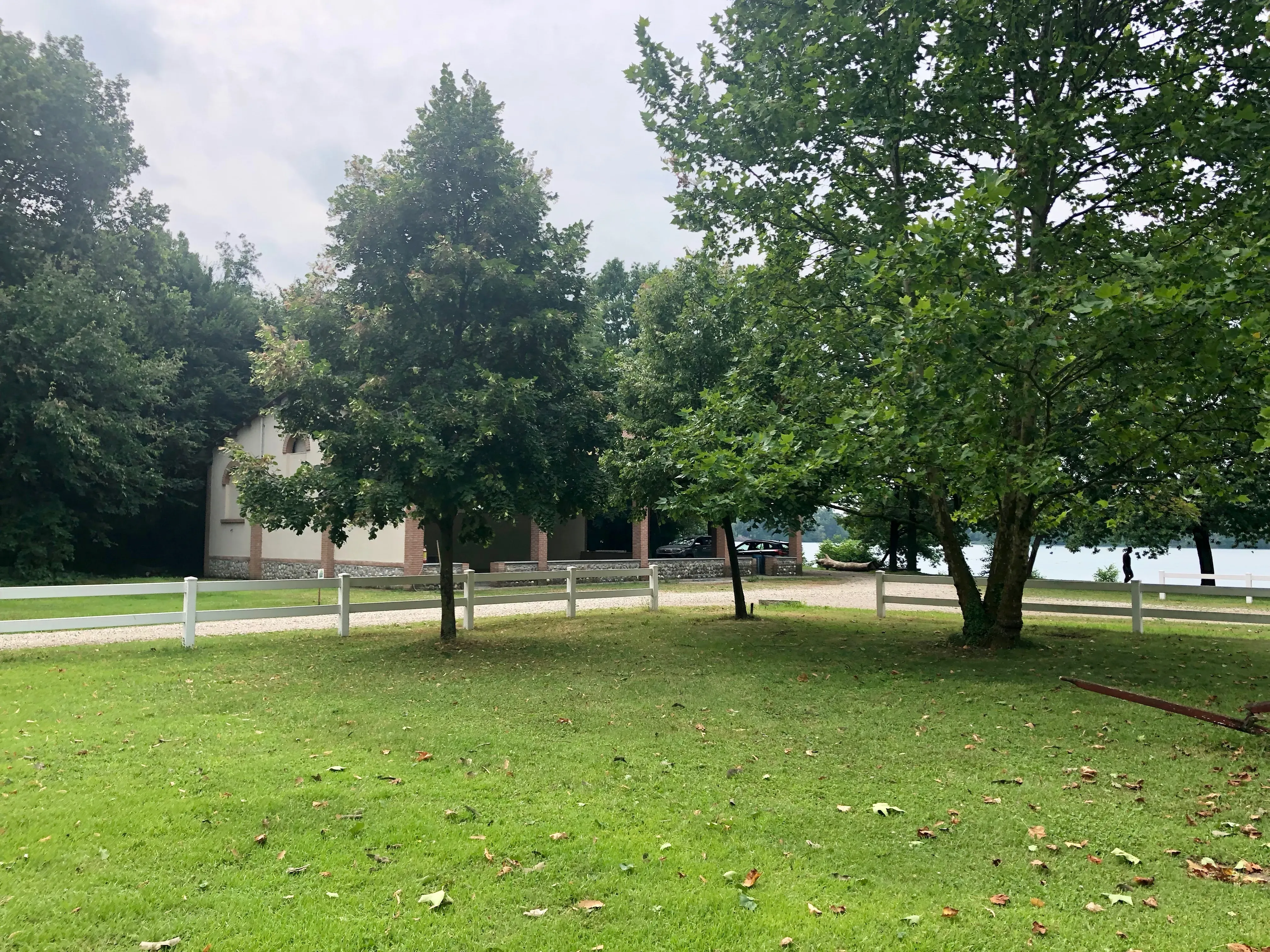 Grey Macau Pet levrieri location23