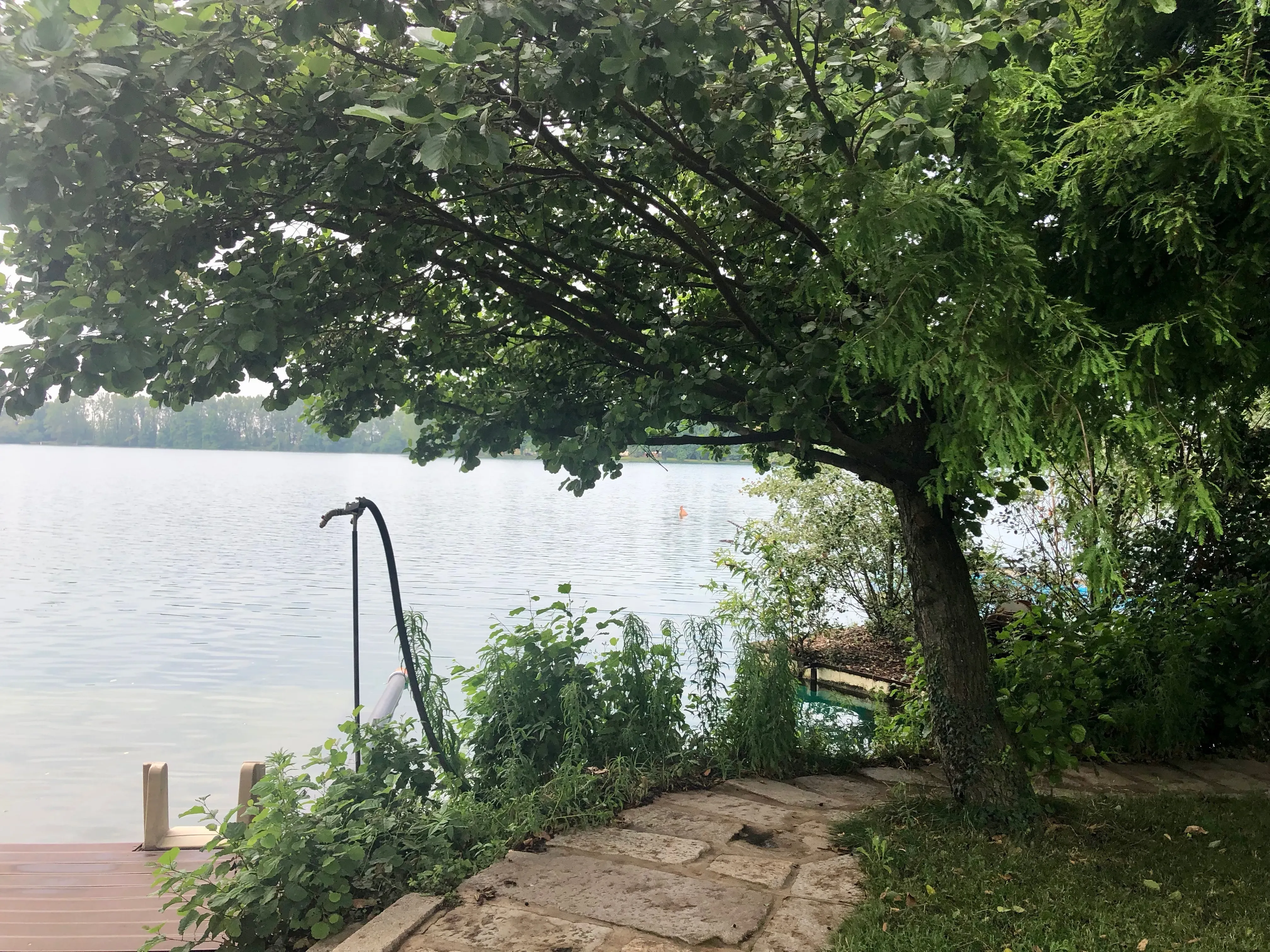 Grey Macau Pet levrieri location26