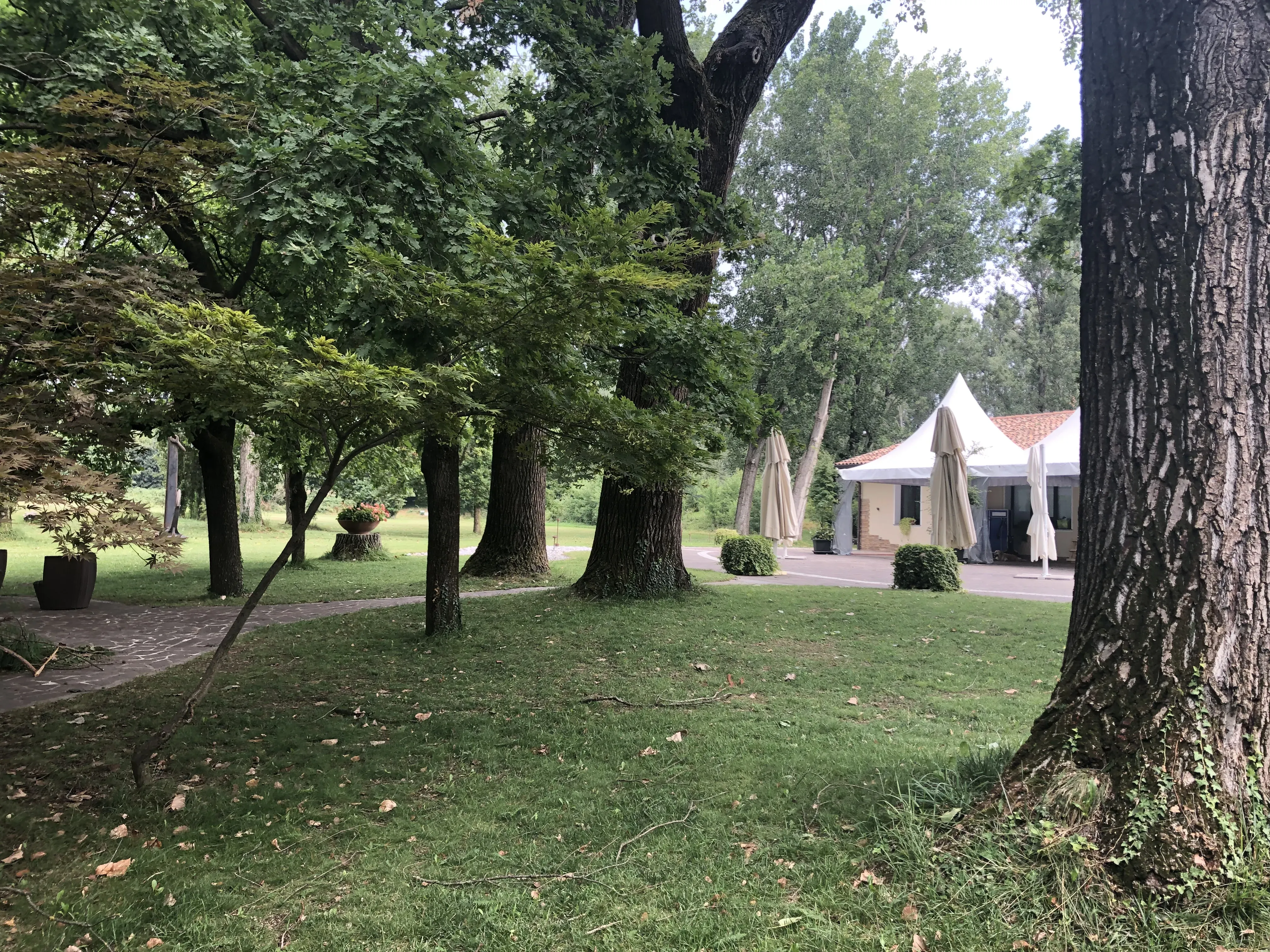 Grey Macau Pet levrieri location28