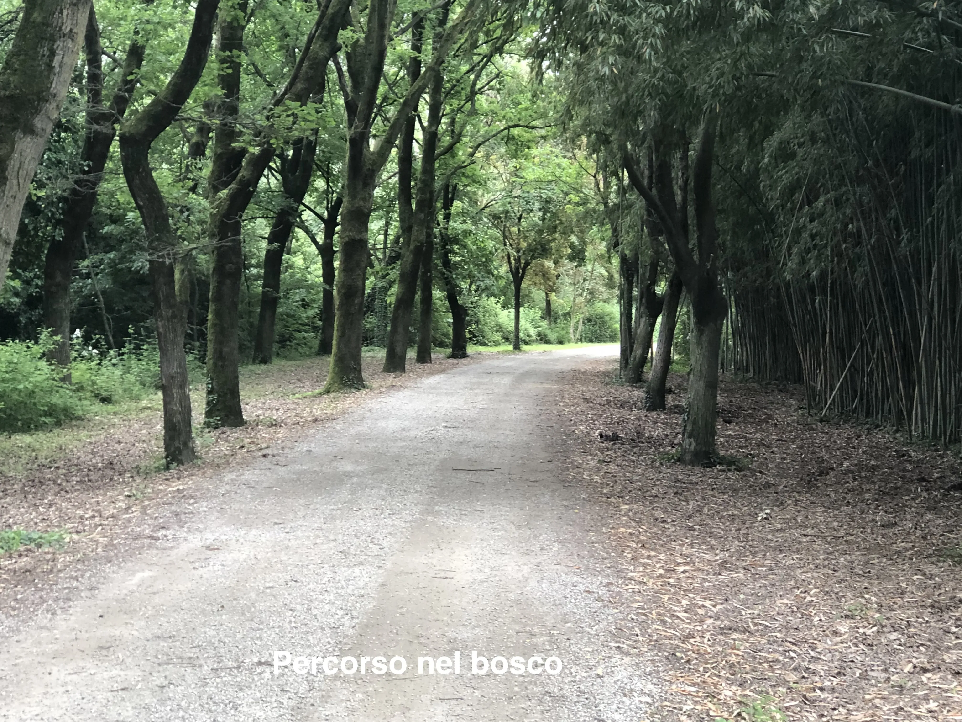 Grey Macau Pet levrieri location3