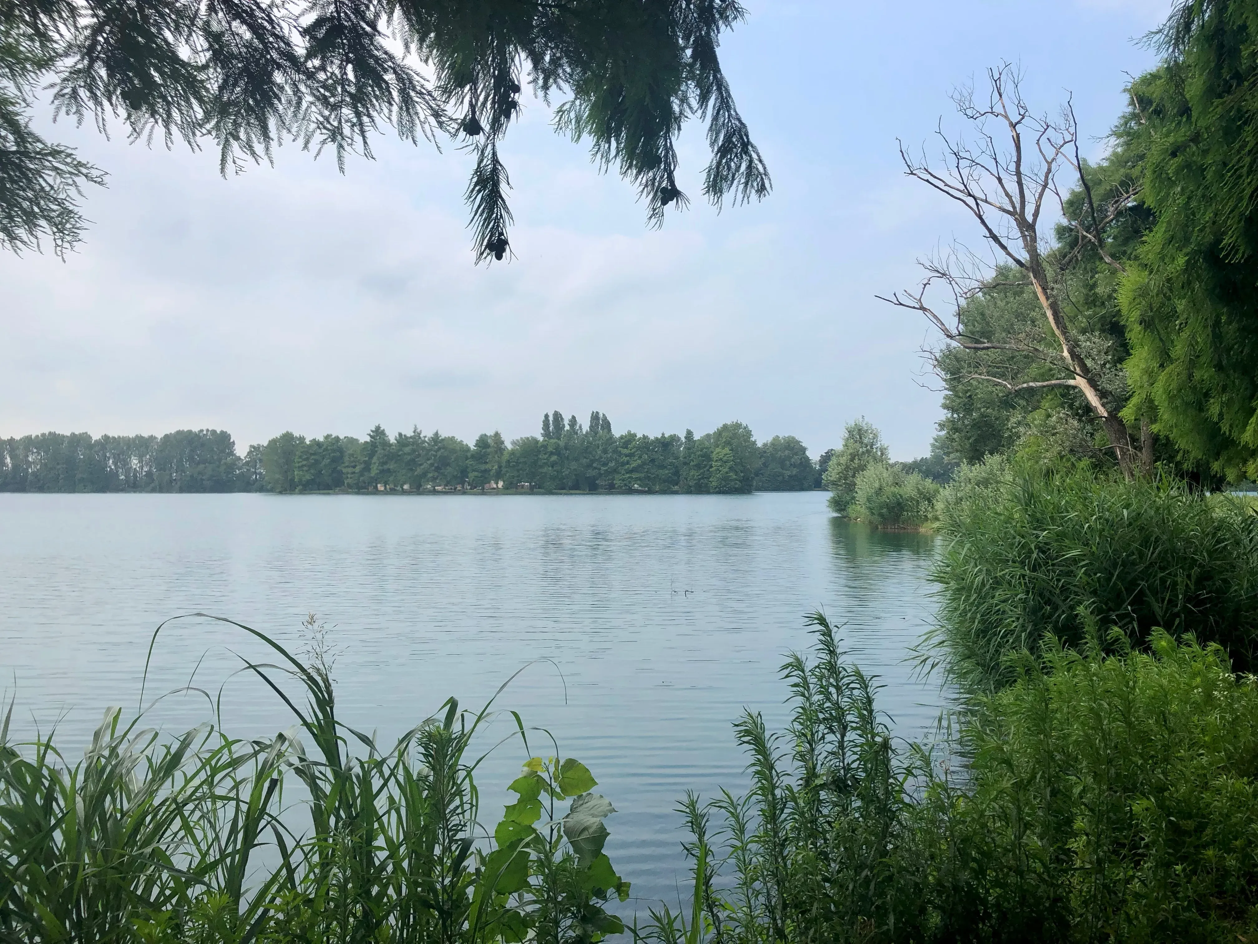 Grey Macau Pet levrieri location30