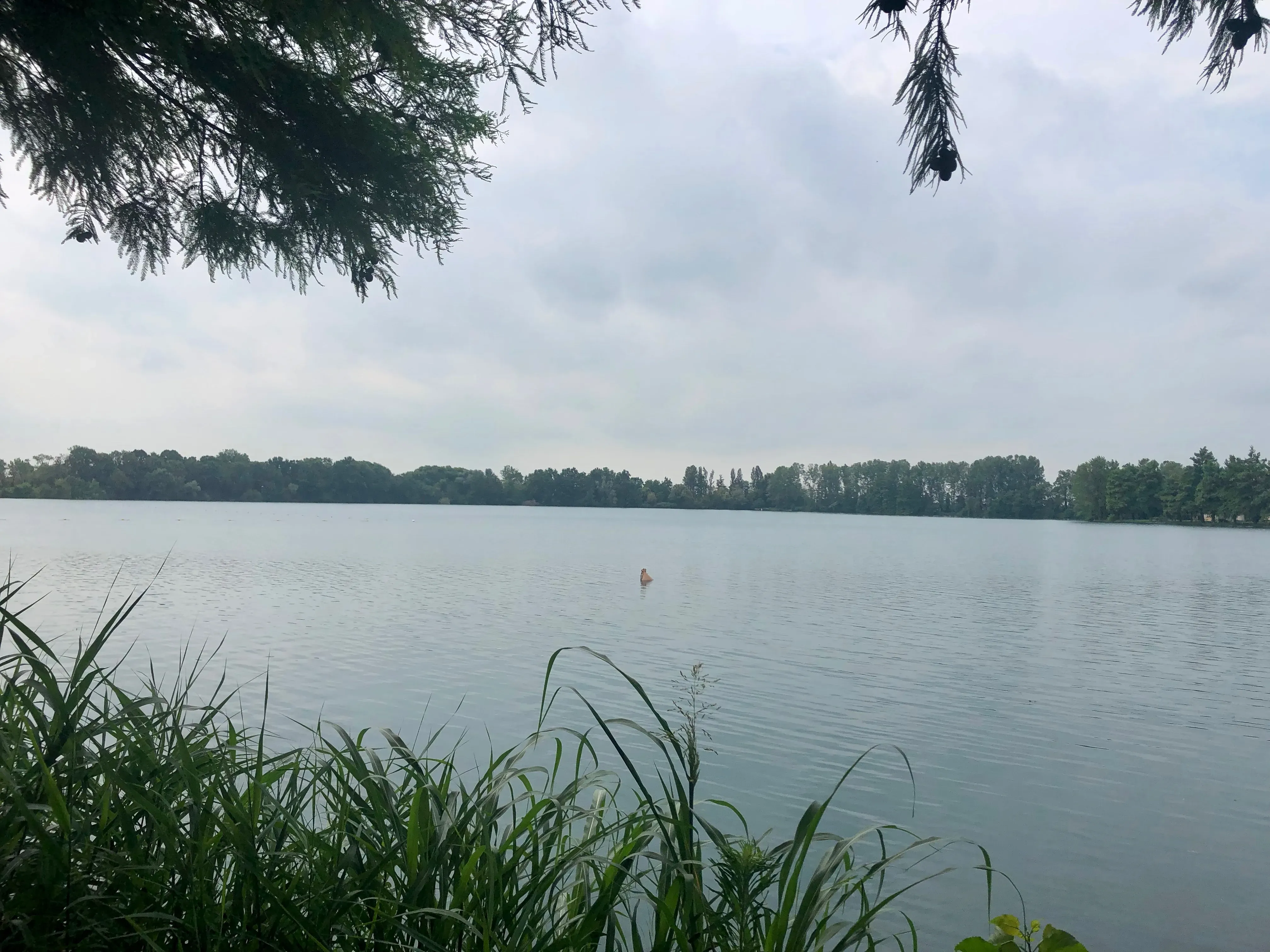 Grey Macau Pet levrieri location31