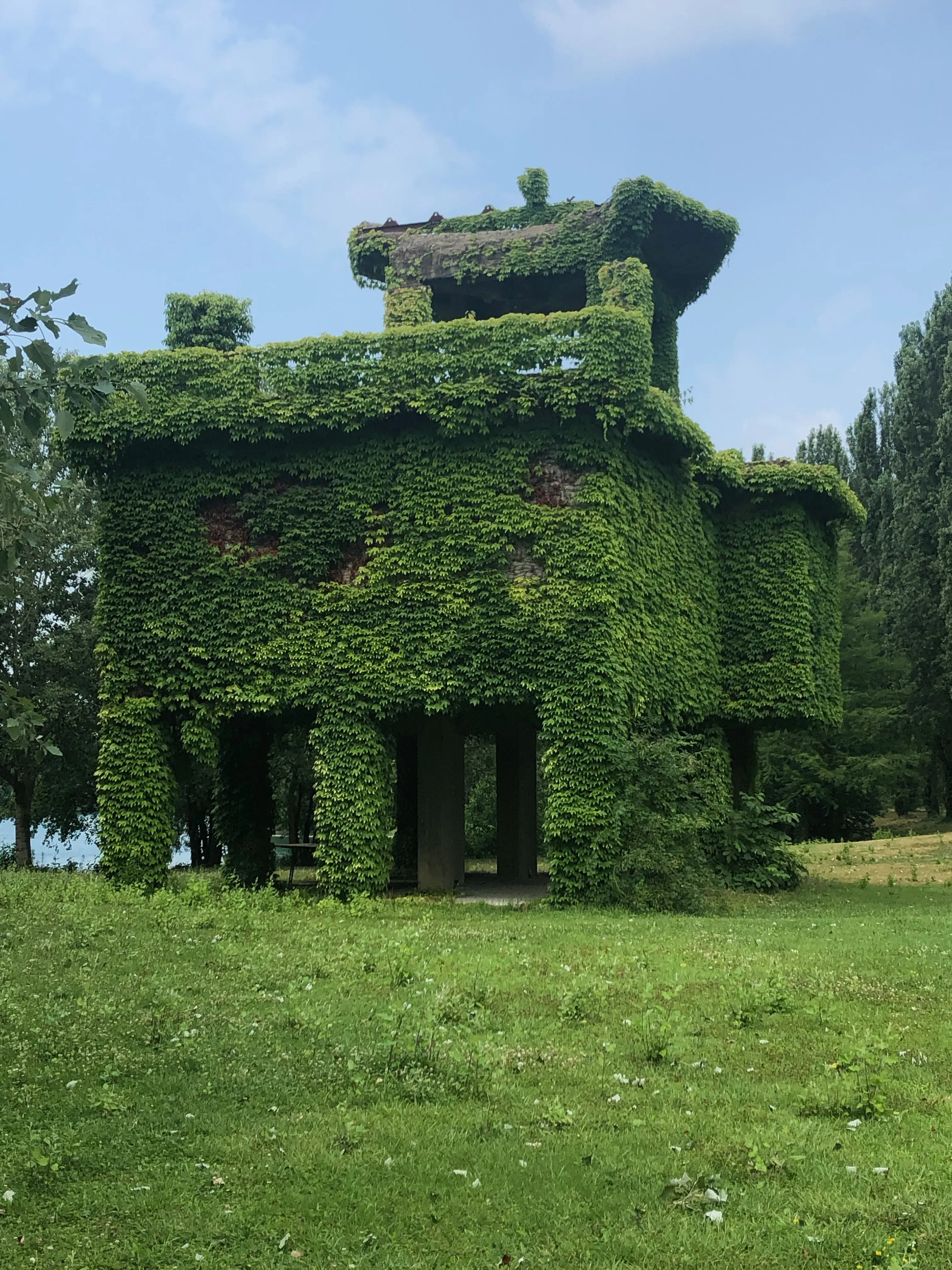 Grey Macau Pet levrieri location33