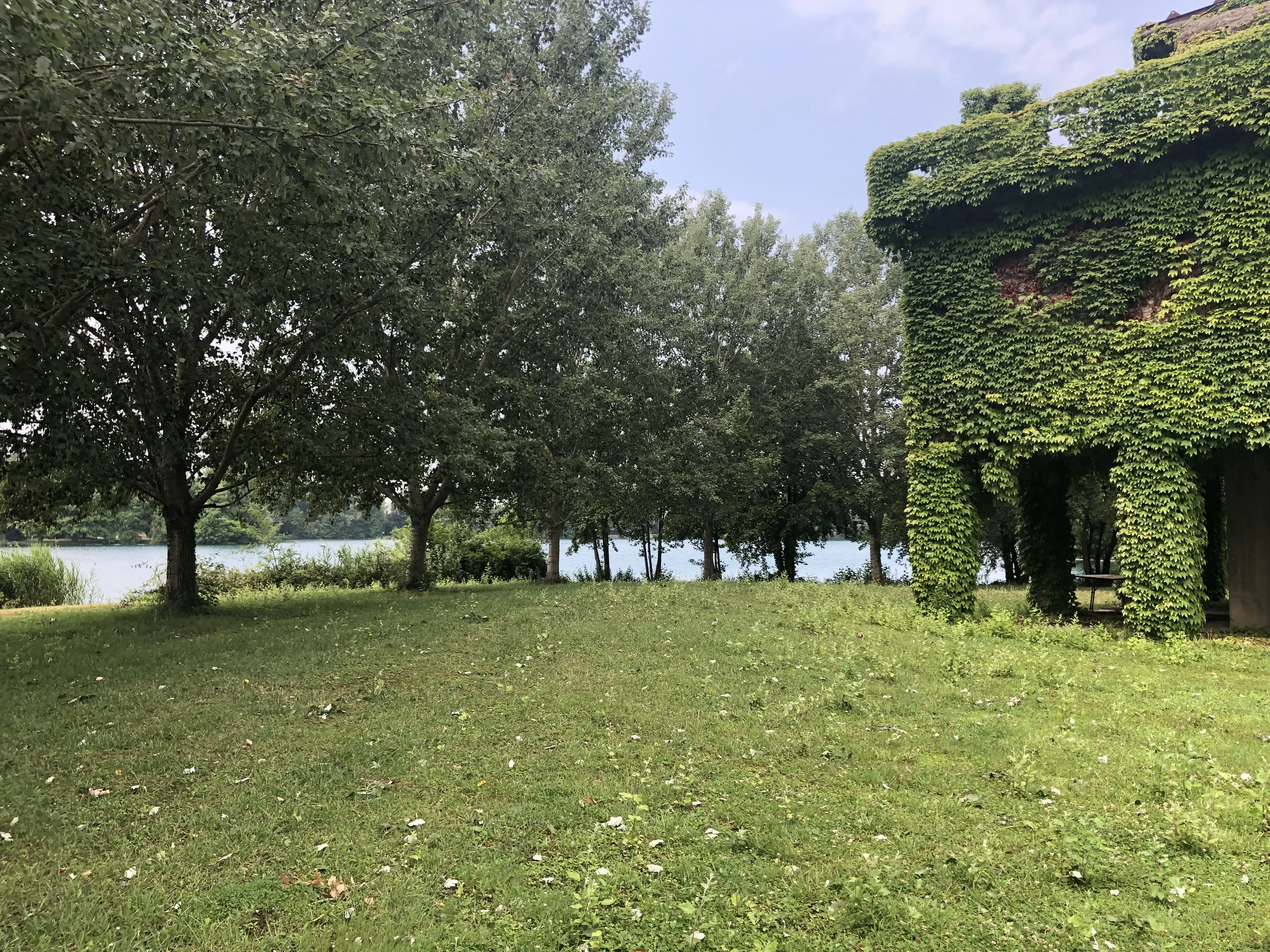 Grey Macau Pet levrieri location35