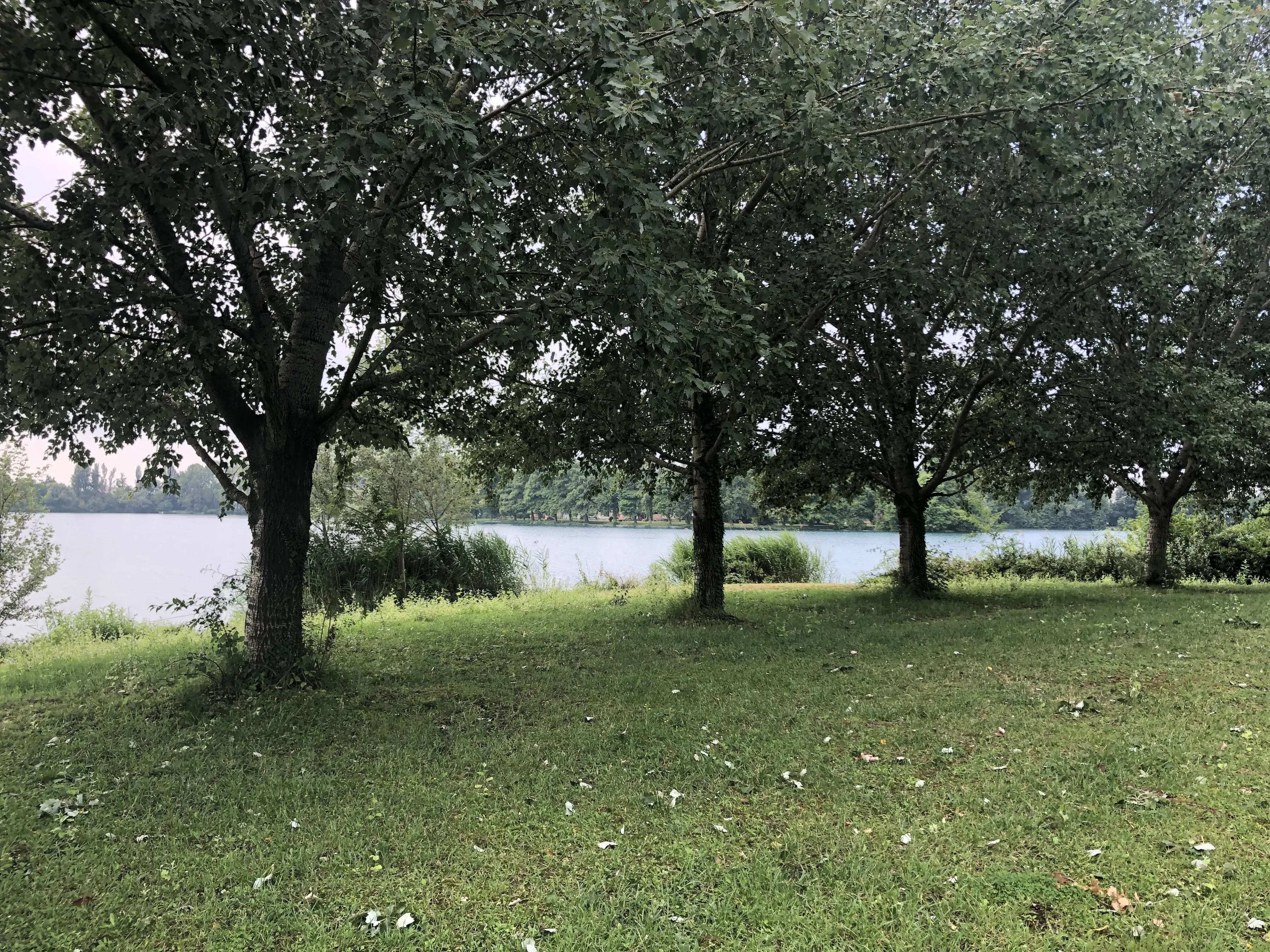 Grey Macau Pet levrieri location36