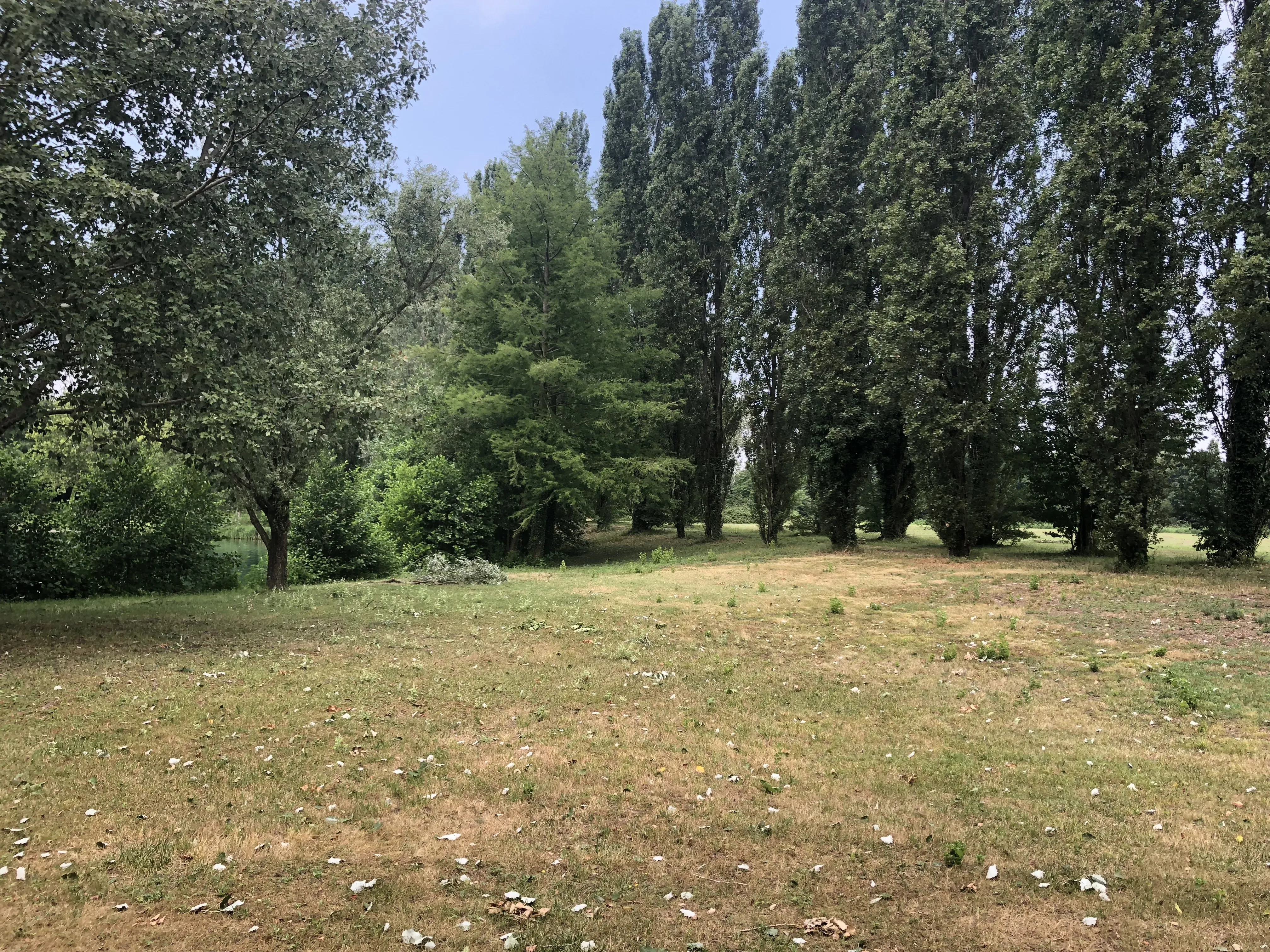 Grey Macau Pet levrieri location37