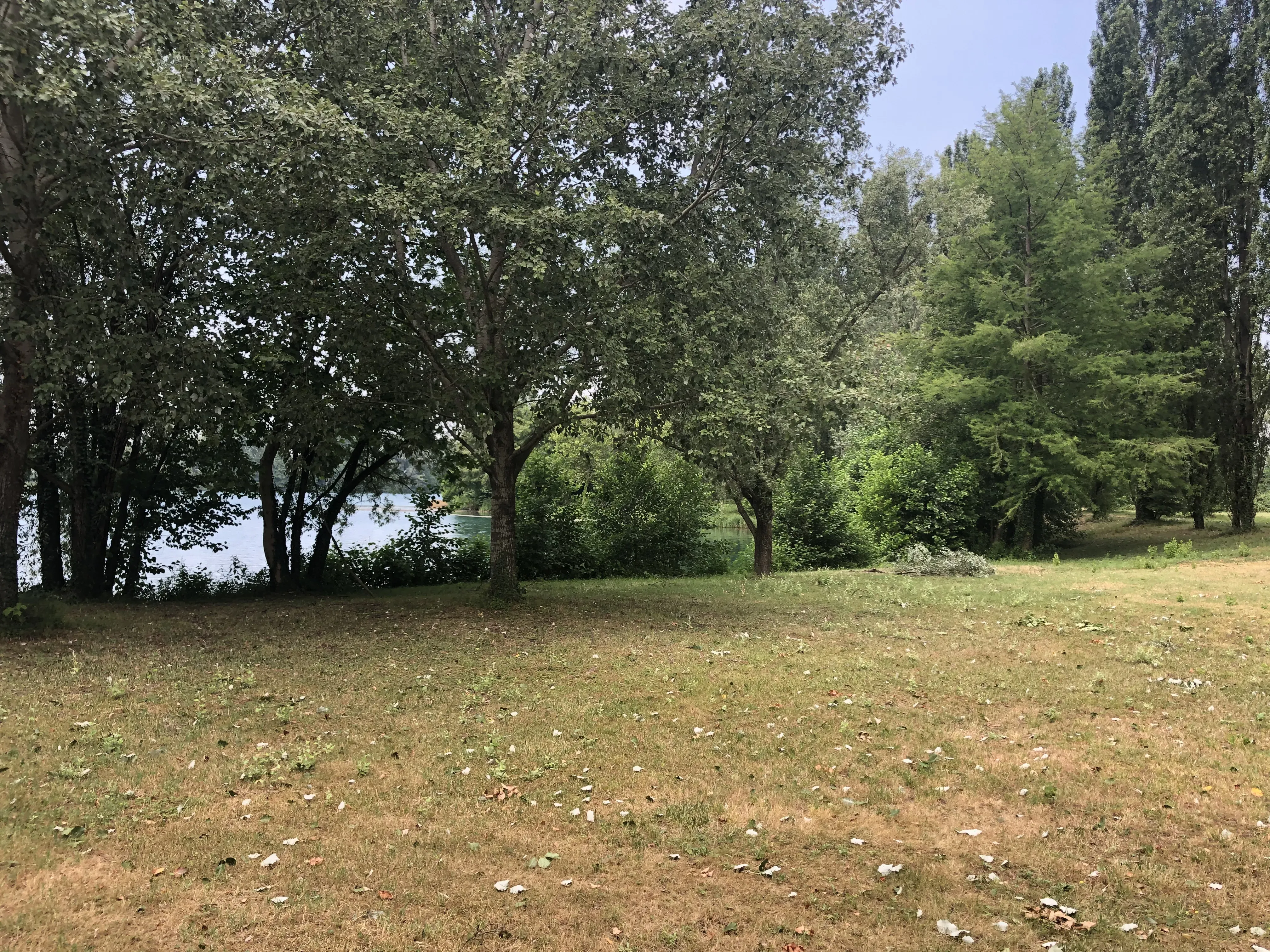 Grey Macau Pet levrieri location38