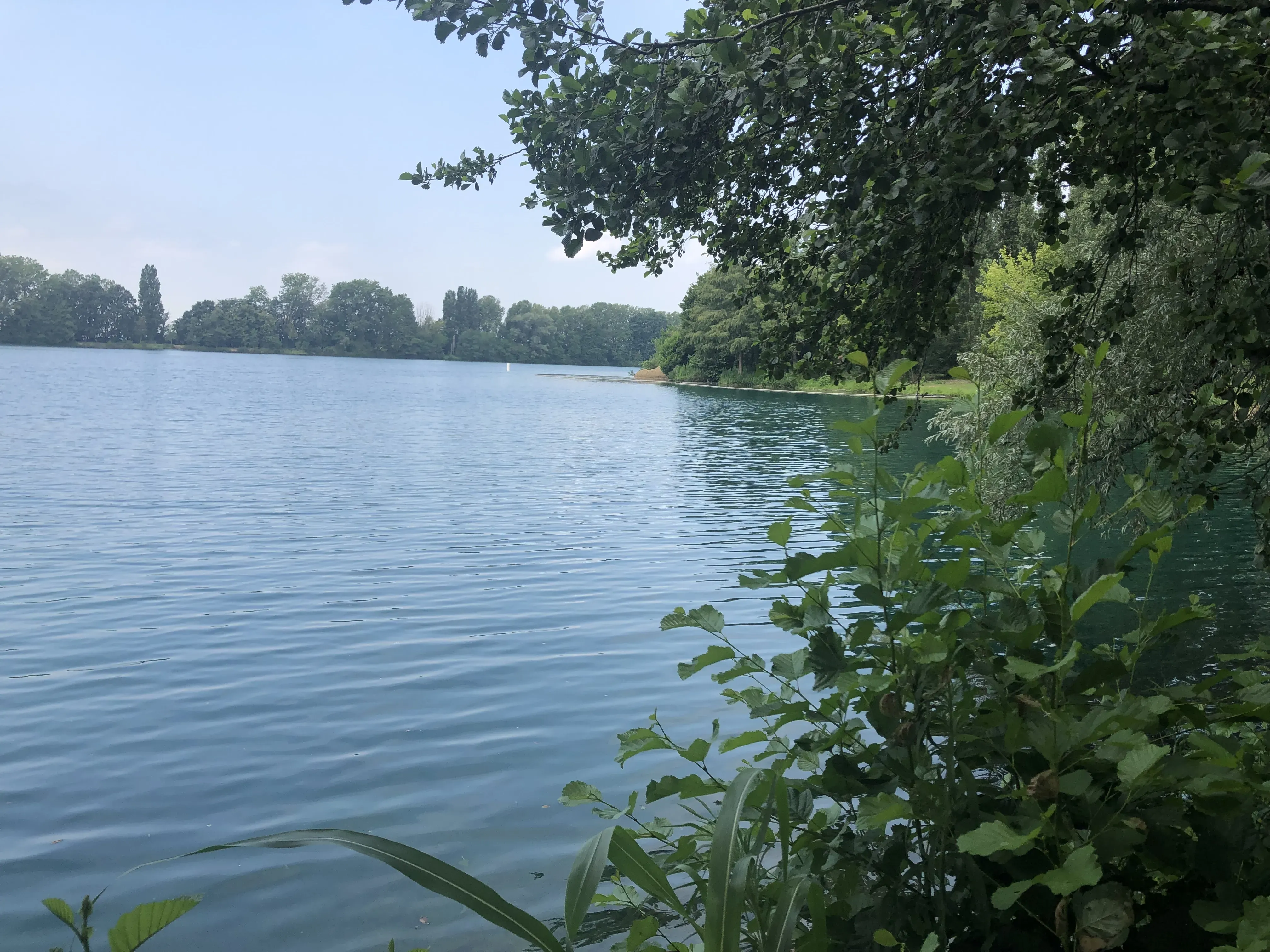 Grey Macau Pet levrieri location39