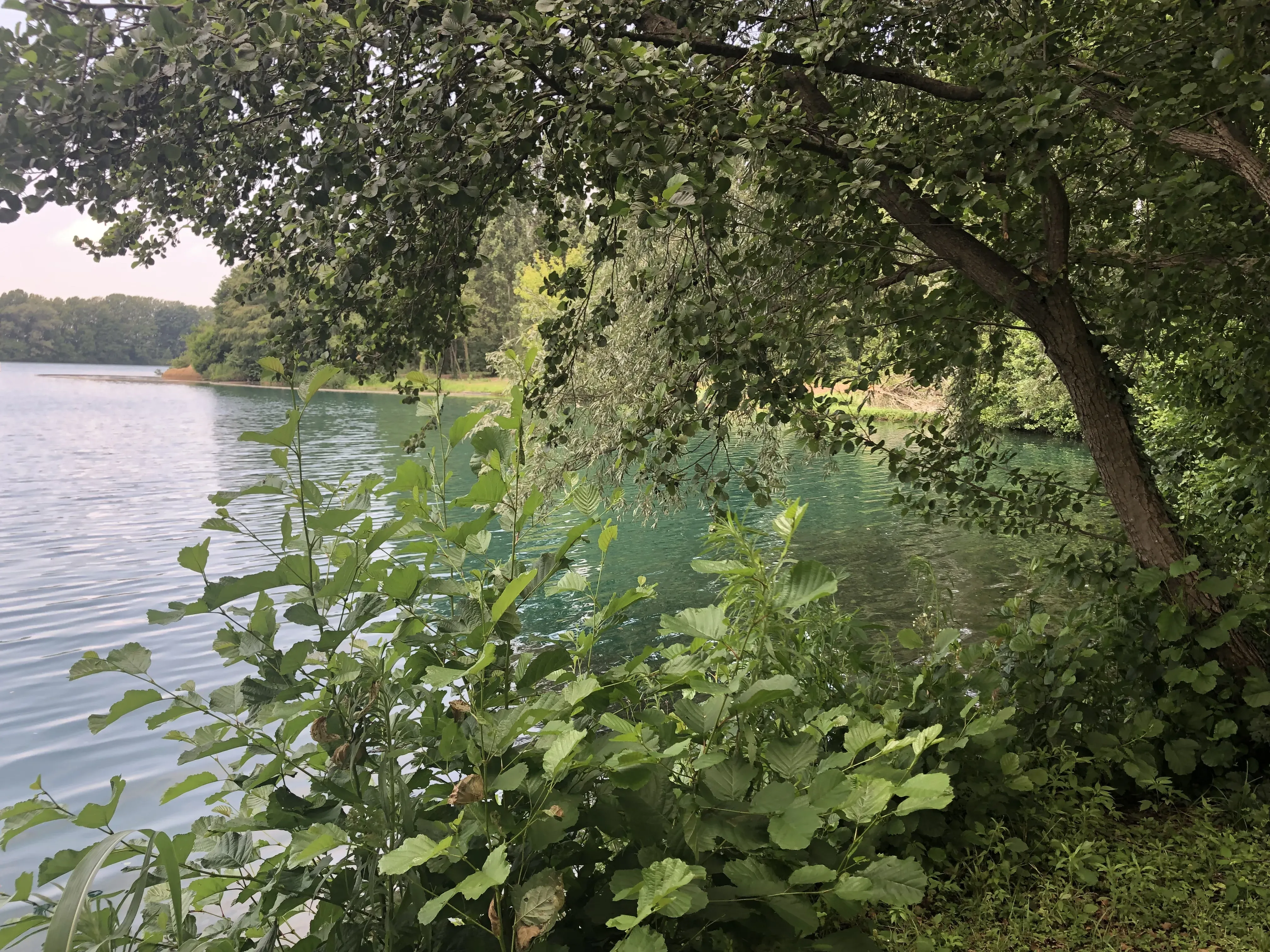 Grey Macau Pet levrieri location40