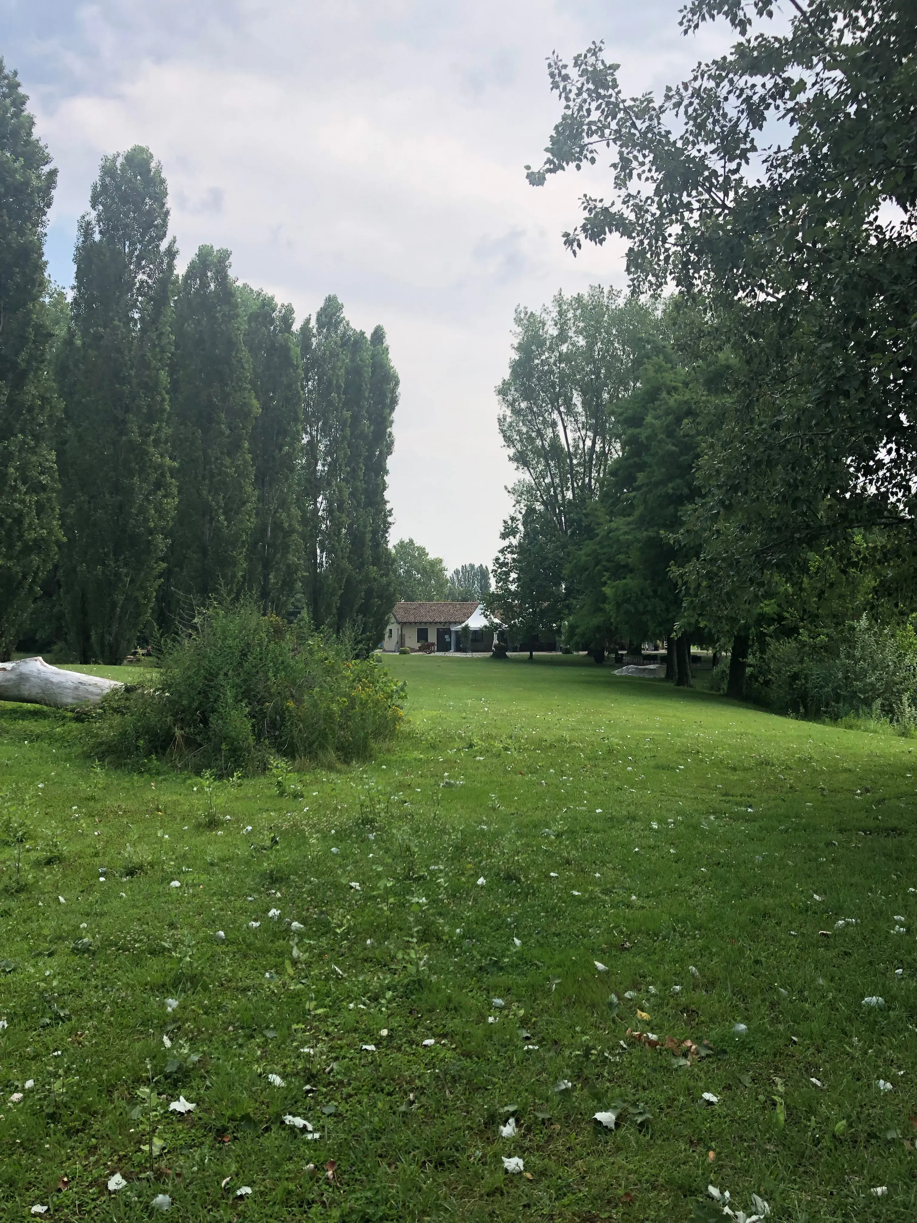 Grey Macau Pet levrieri location41