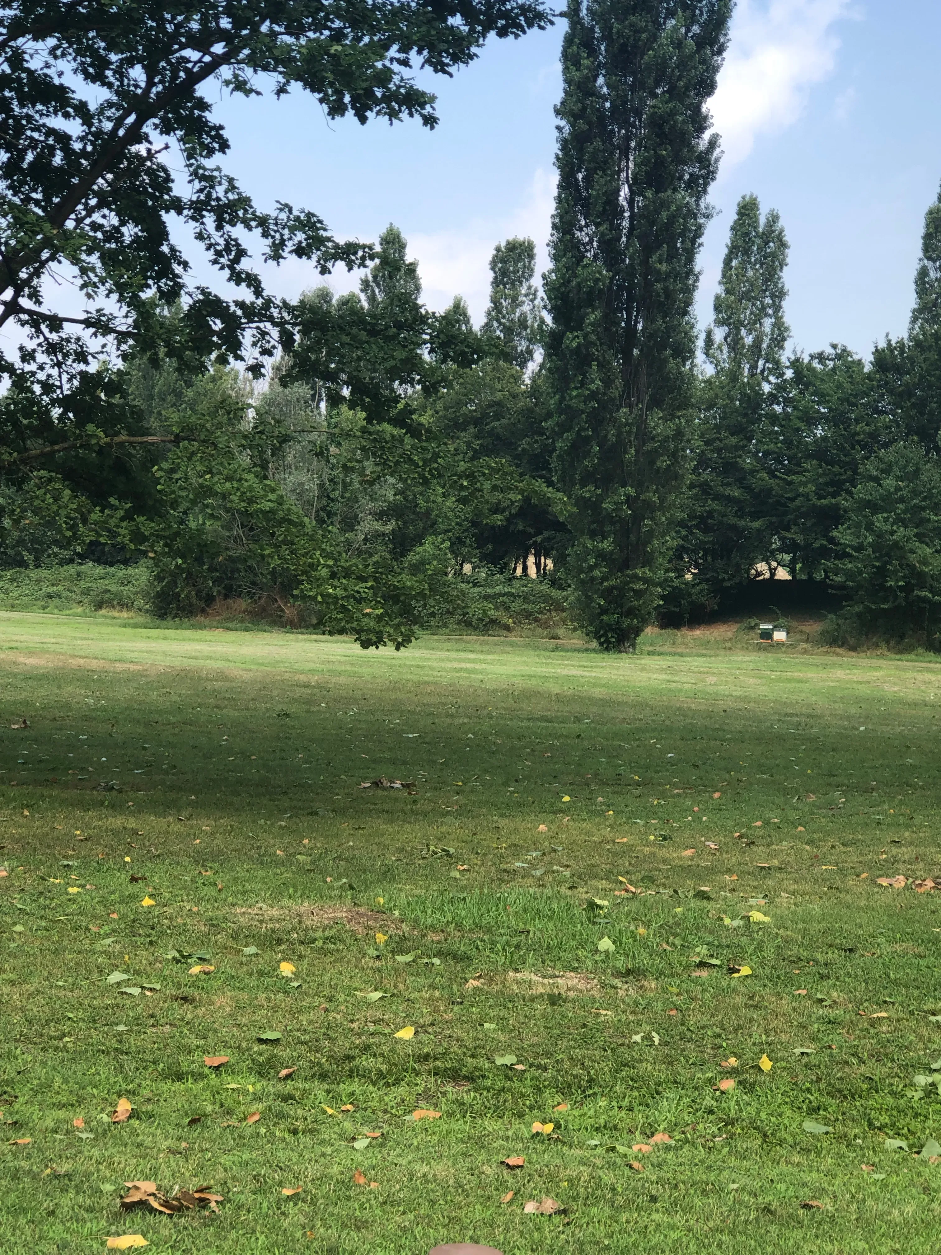 Grey Macau Pet levrieri location42