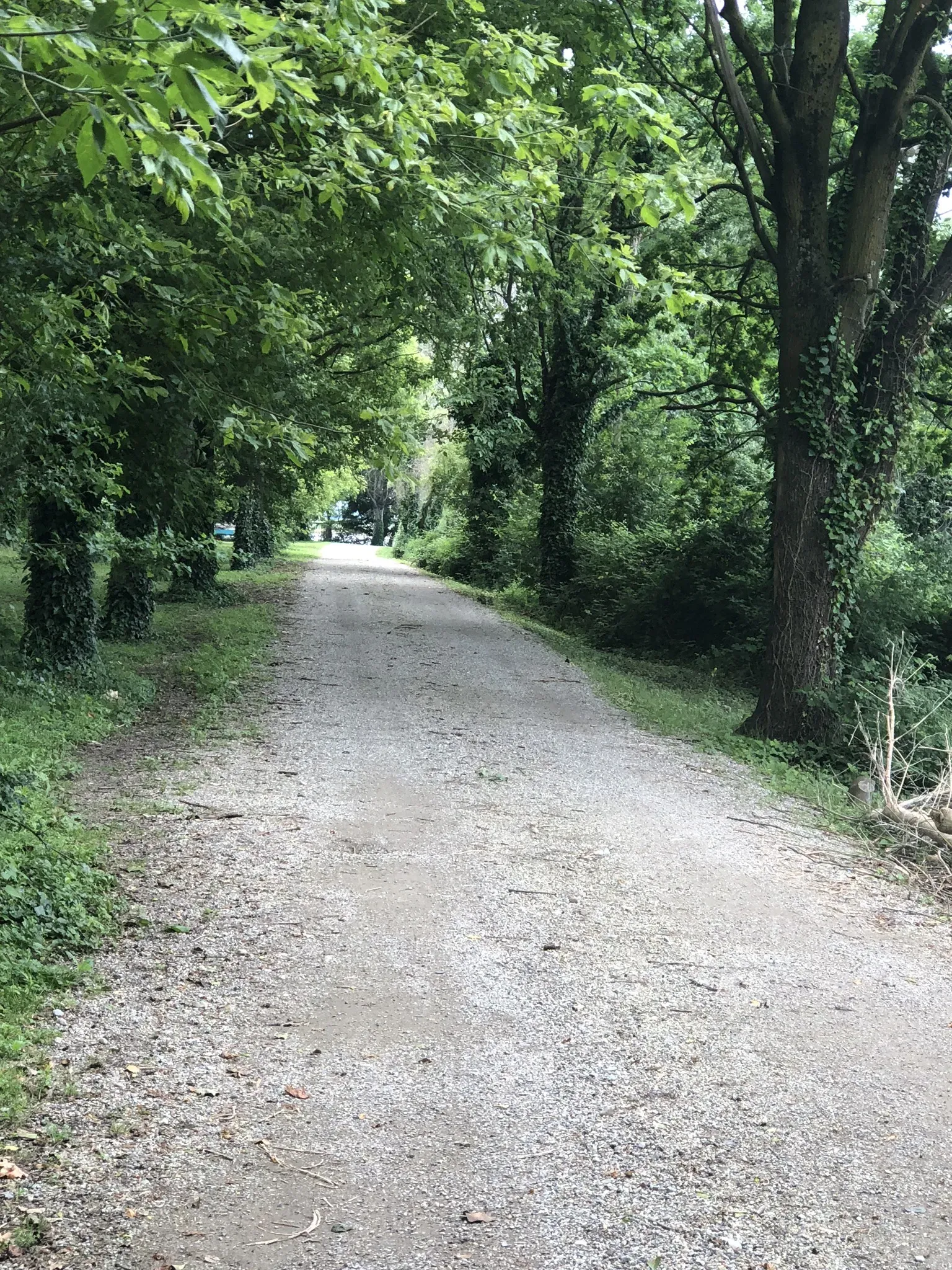 Grey Macau Pet levrieri location5