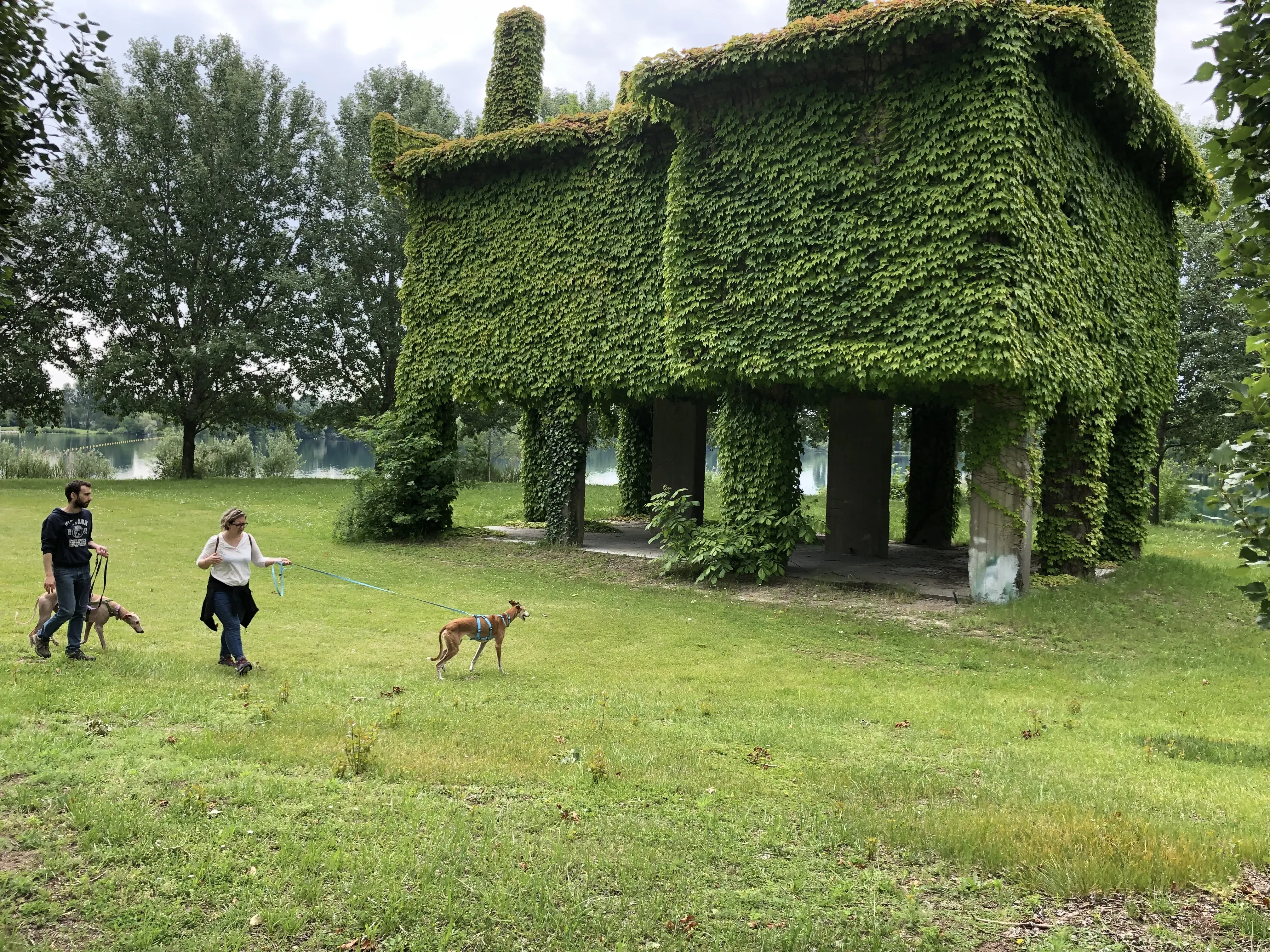 Grey Macau Pet levrieri location8